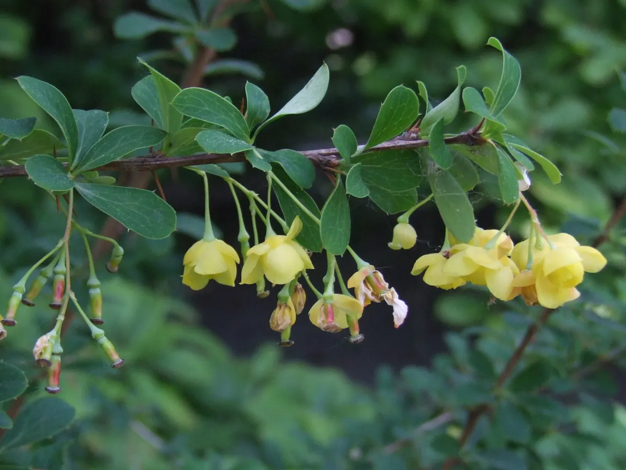 Golden Barberry (Berberis X Stenophylla) — dark green leaves complemented by striking yellow flowers each spring