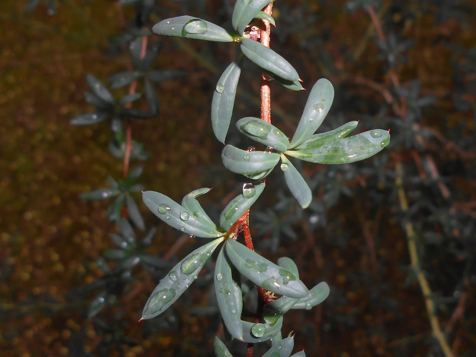 Golden Barberry (Berberis X Stenophylla) — Mature size reaches up to 6 feet tall and wide