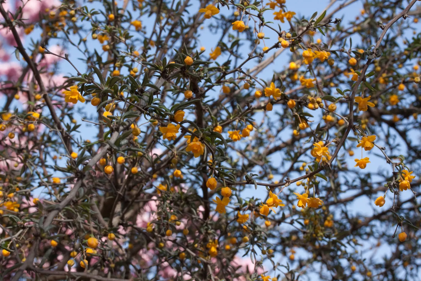 Golden Barberry (Berberis X Stenophylla) — Although it tolerates a range of soil types