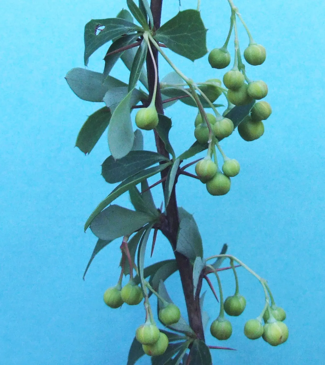 Golden Barberry (Berberis X Stenophylla) — Golden Barberry (Berberis x stenophylla) is an evergreen shrub, flourishing in full to partial sun