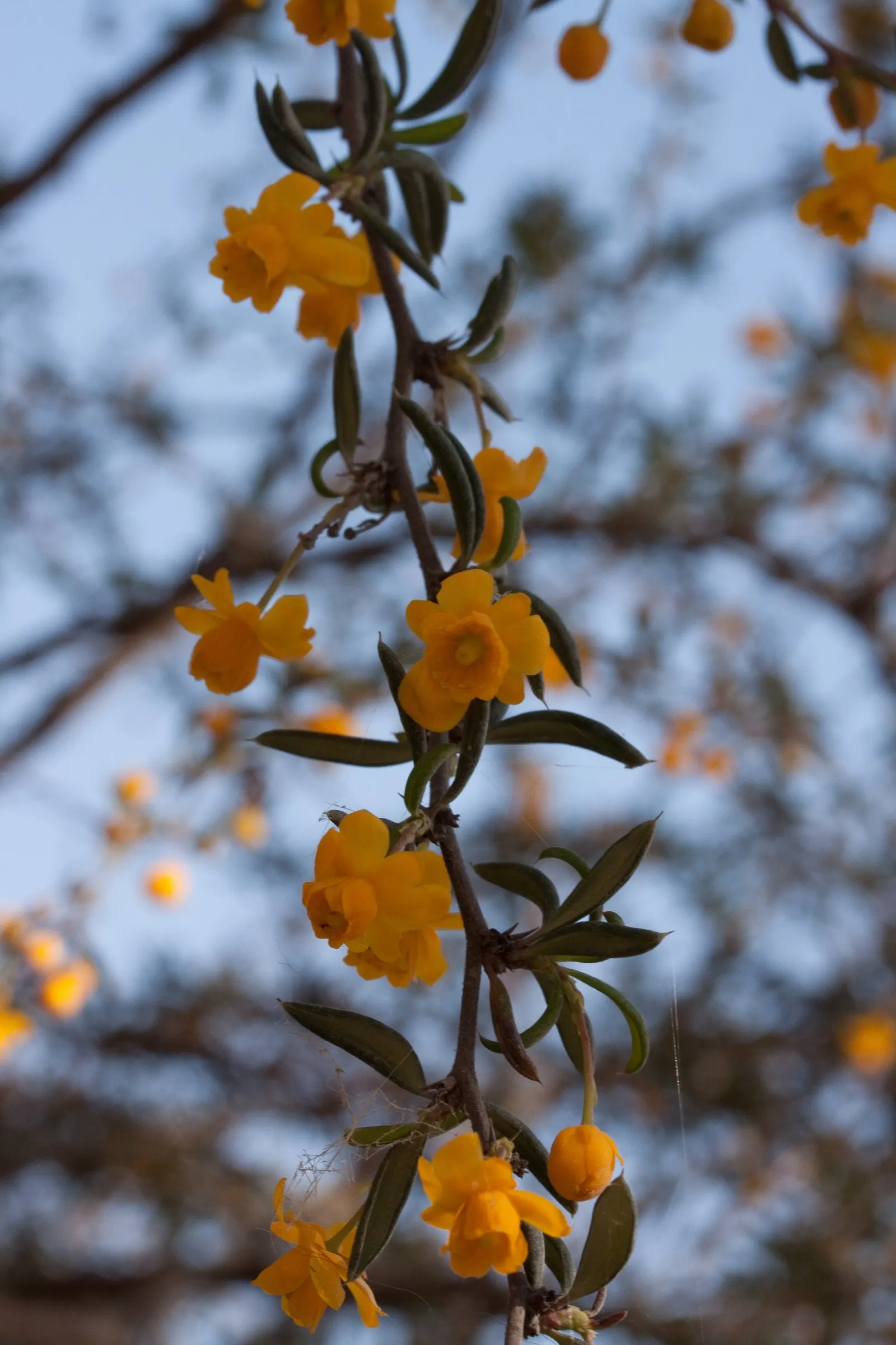 Golden Barberry (Berberis X Stenophylla) — Prune for shape and airflow