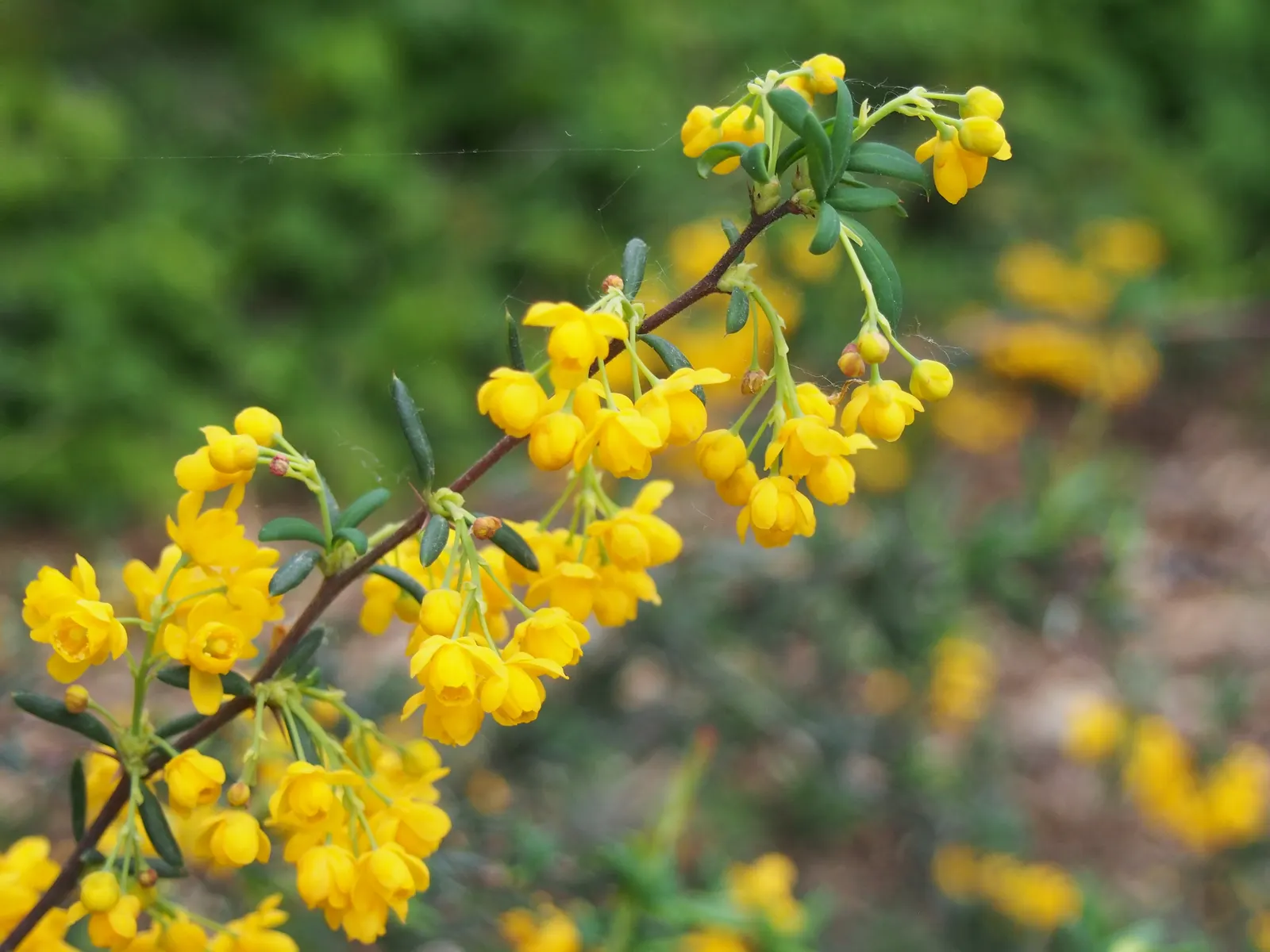 Golden Barberry (Berberis X Stenophylla) — spiny foliage that can reach up to 3 to 4 inches long.<br><br>Typically