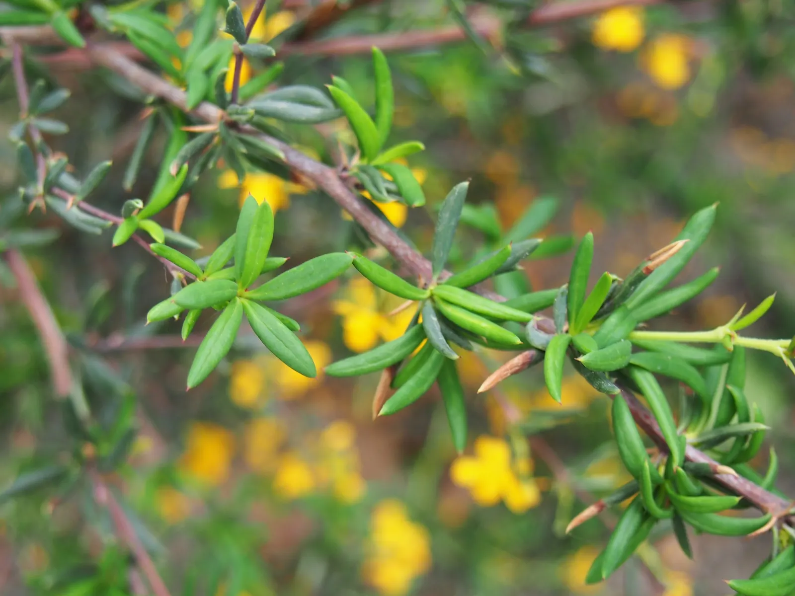 Golden Barberry (Berberis X Stenophylla) — scientifically named Berberis x stenophylla