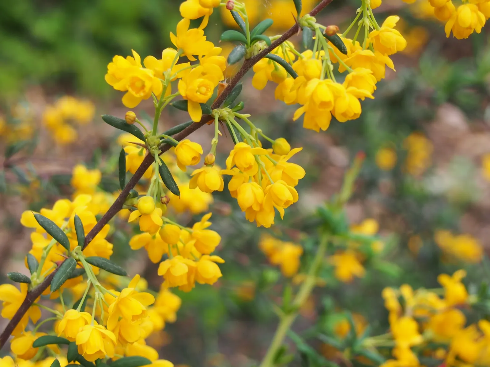 Golden Barberry (Berberis X Stenophylla) — create a stunning contrast against the dark