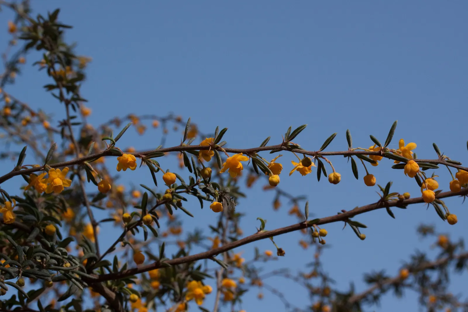 Golden Barberry (Berberis X Stenophylla) — maintaining soil moisture without waterlogging is crucial for optimal health
