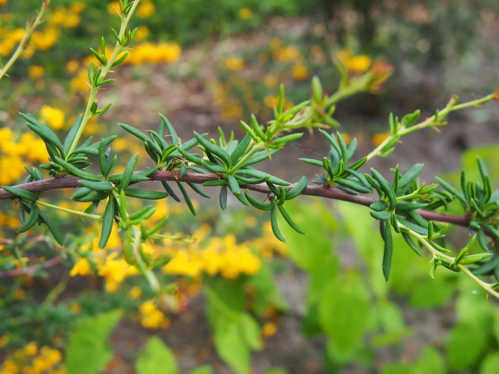 Golden Barberry (Berberis X Stenophylla) — is a resilient and vibrant addition to any landscape design