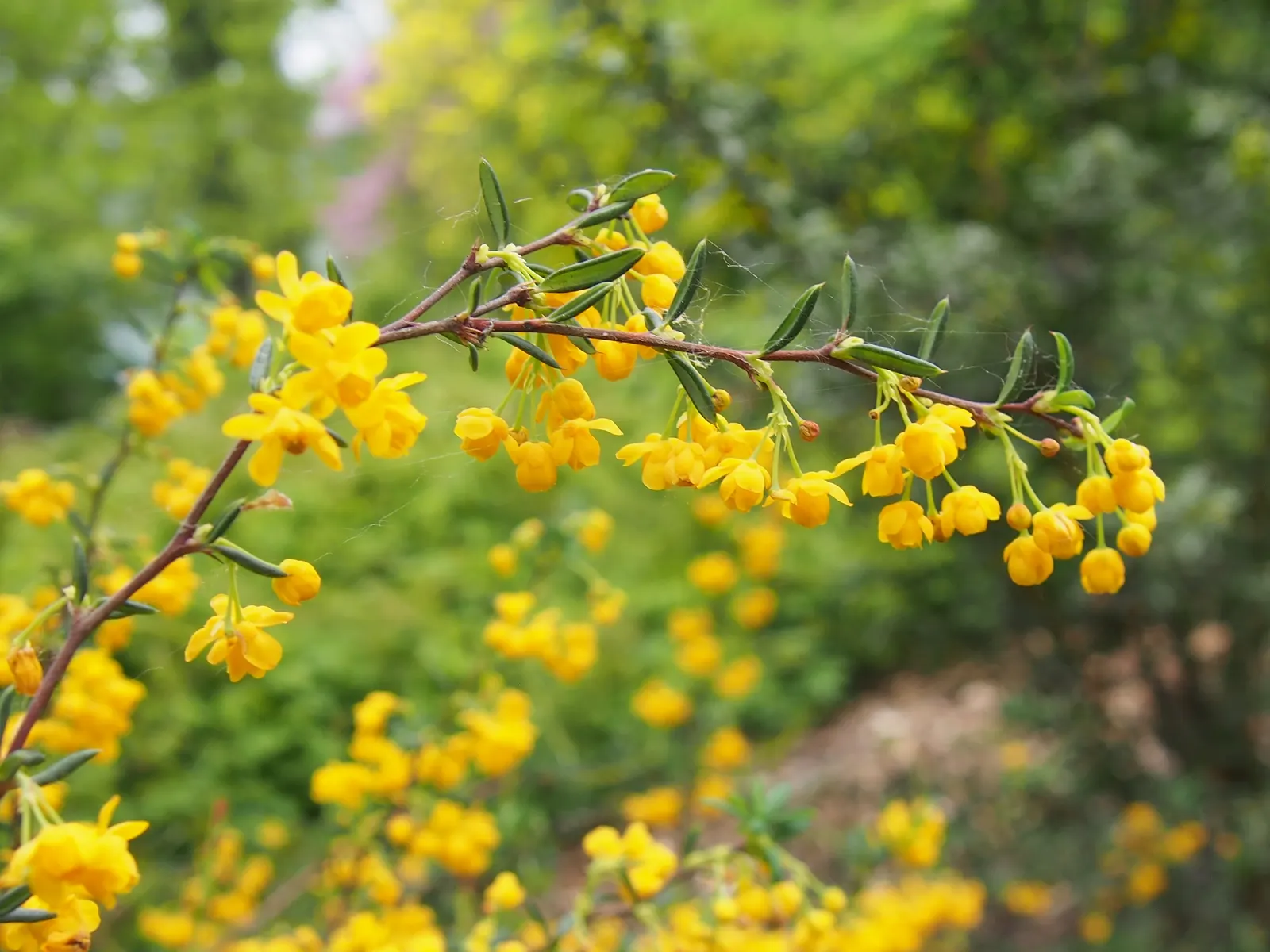 Golden Barberry (Berberis X Stenophylla) — Its dense structure makes it an excellent choice for hedges