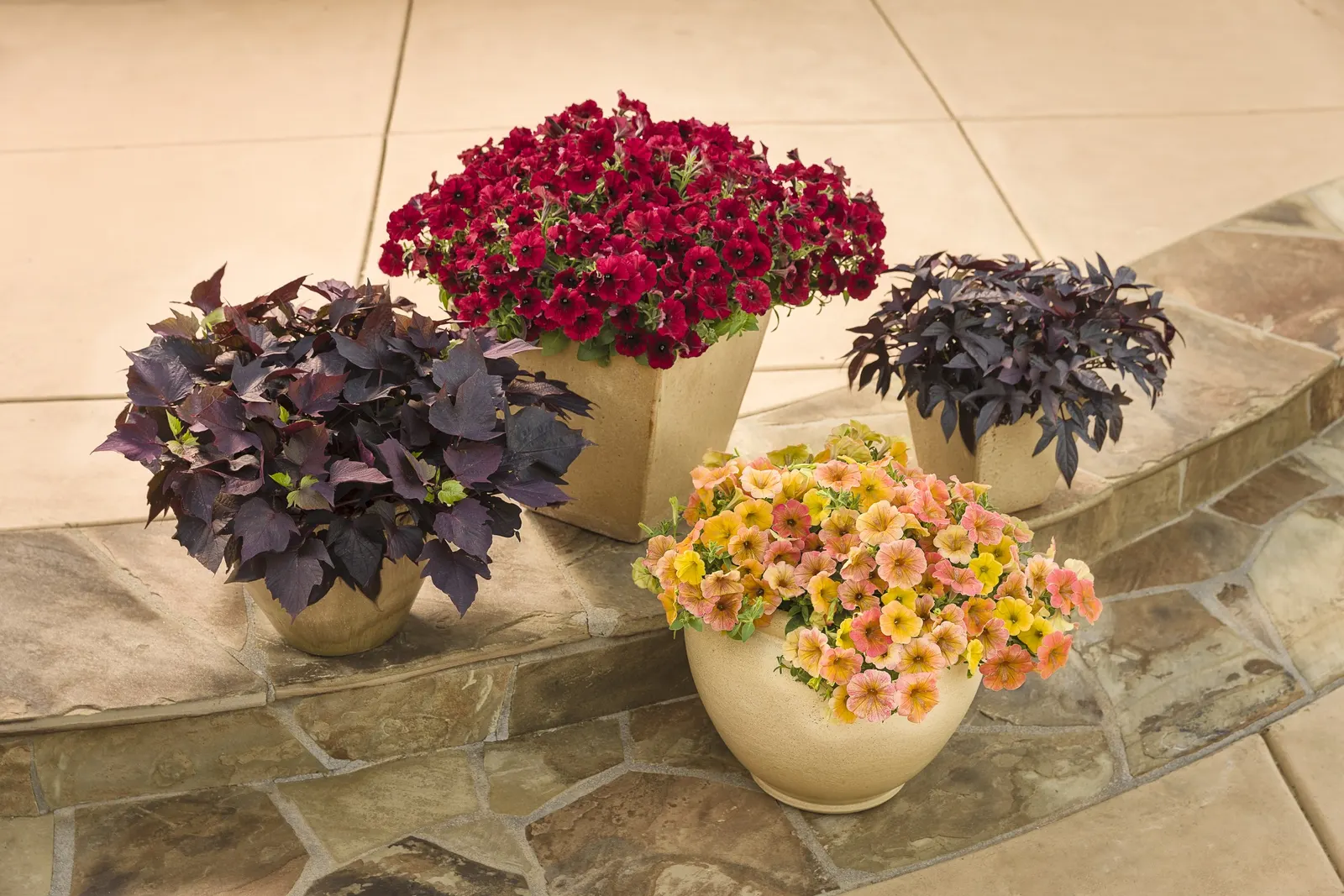 Black Cherry® Petunia — allowing containers to be monitored more closely in hot weather