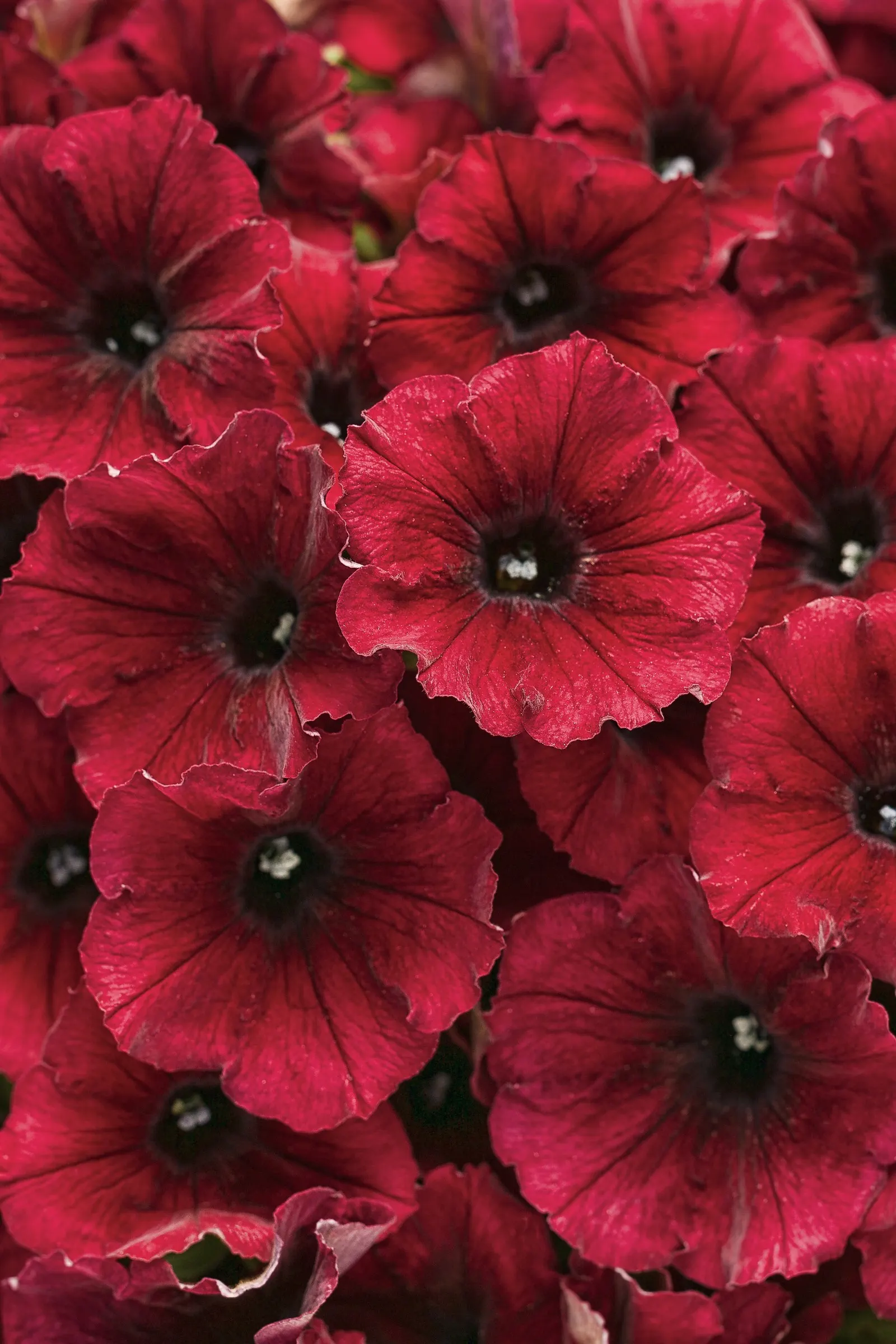 Black Cherry® Petunia — though it is hardy in USDA Zones 10a to 11b where conditions remain frost-free; black Cherry® is a steady feeder; a controlled-release