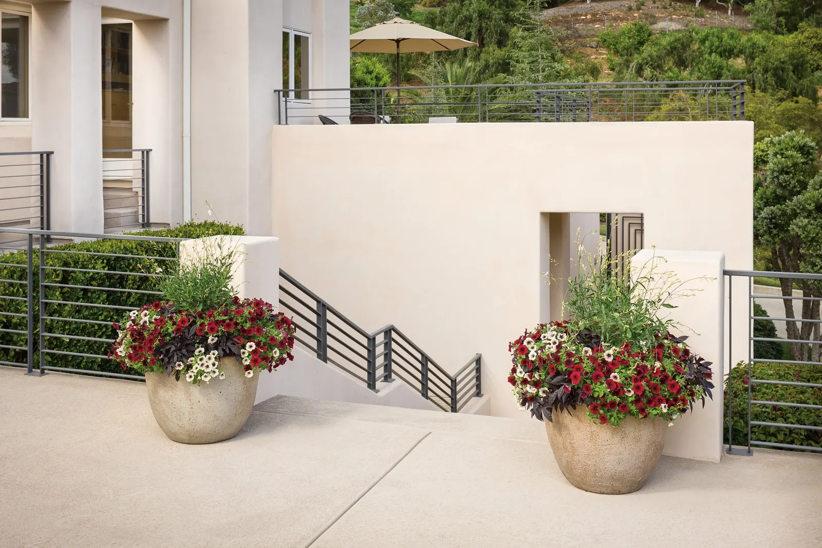 White Butterfly Flower (Gaura Lindheimeri 'Stratosphere White') — erect stems reaching heights of 2 to 3 feet with a spread of about 1 to 2 feet