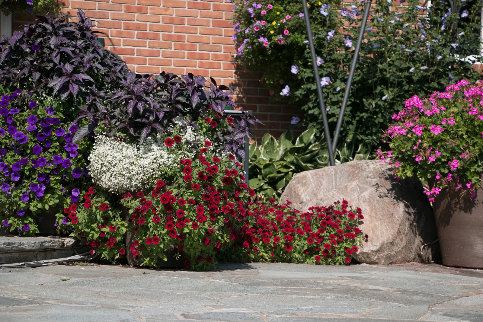 Black Cherry® Petunia — It is grown as an annual in most climates