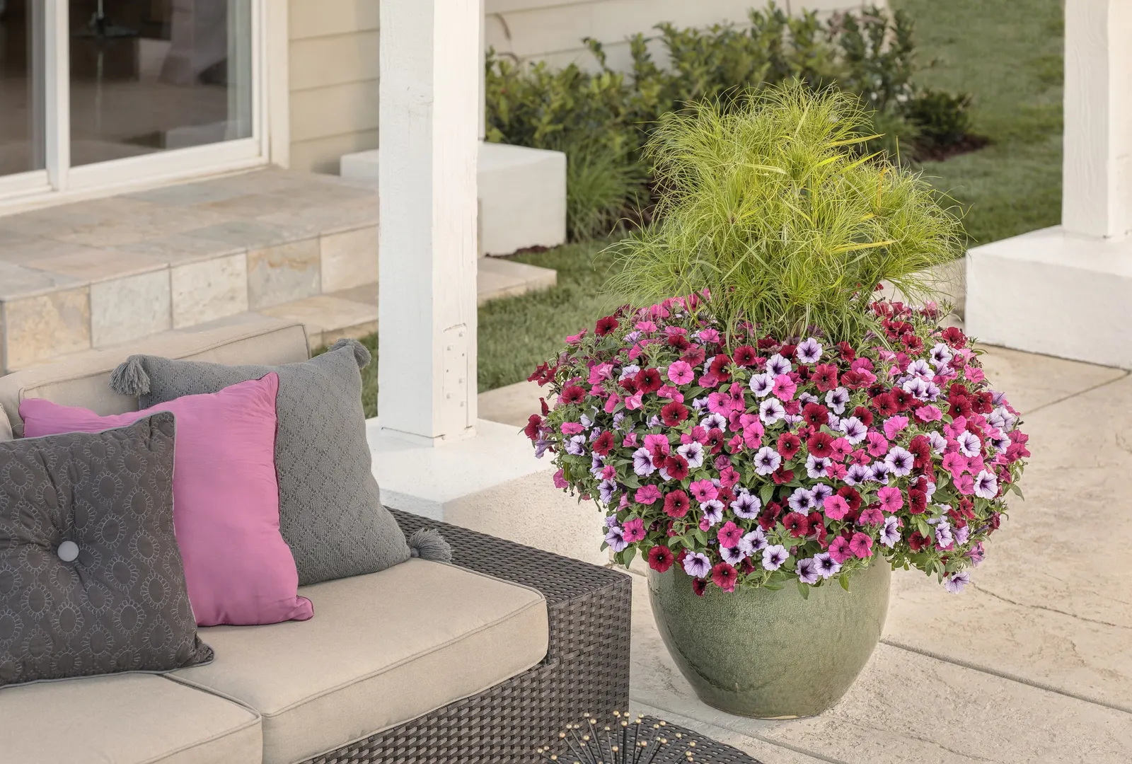 Black Cherry® Petunia — It grows 4-12 inches tall and spreads 18-24 inches wide