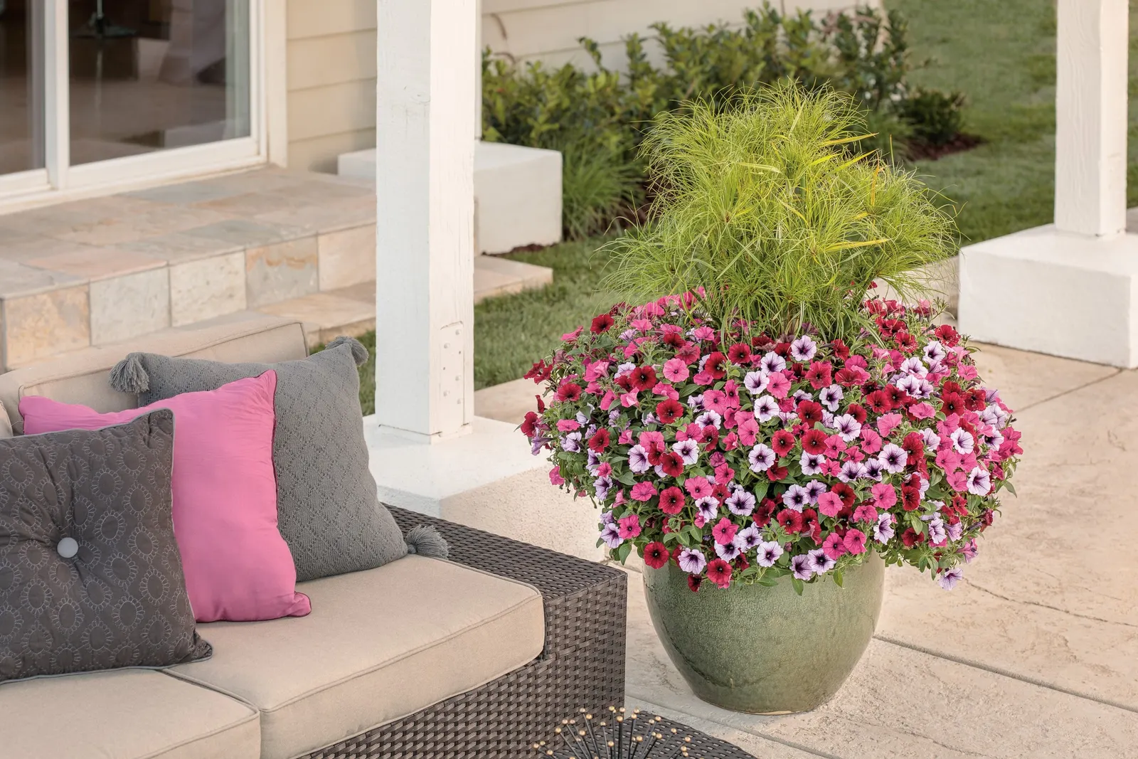 Black Cherry® Petunia — especially against the clean green foliage