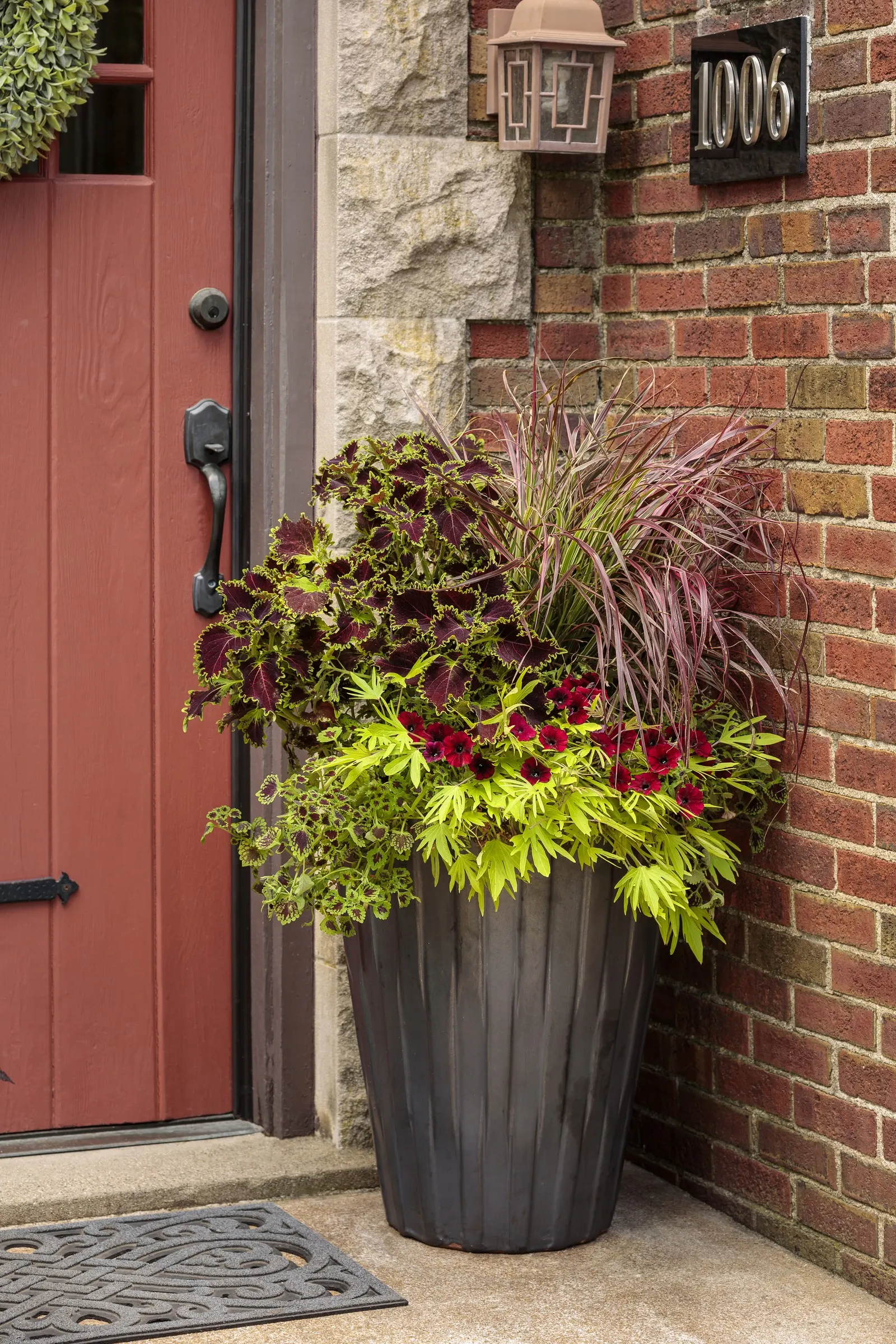 Chocolate Drop Coleus (Coleus scutellarioides) — Bring Plants indoors before frost damages foliage 3; rounded green leaves have a deep crimson, image 62