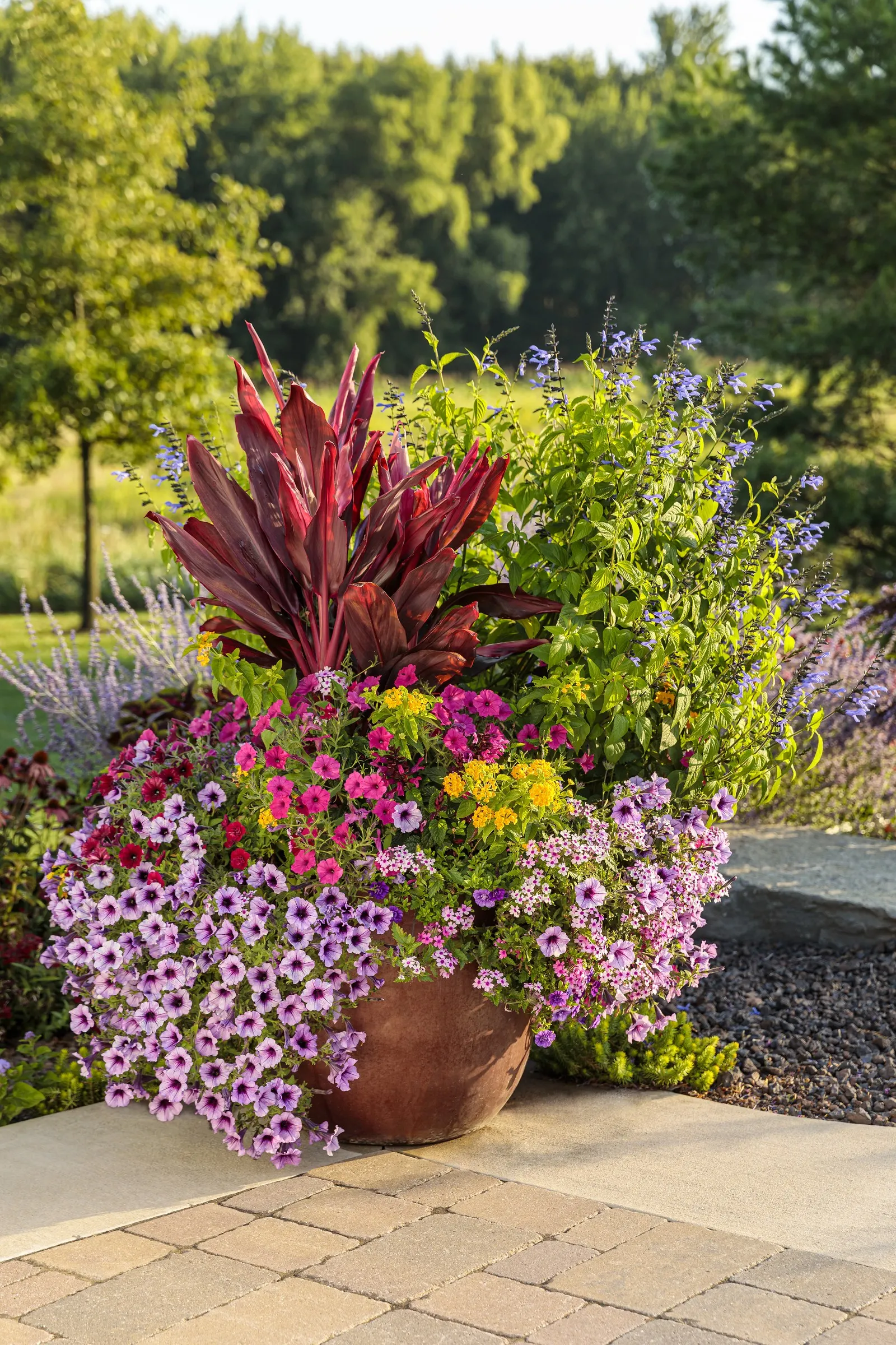 Black Cherry® Petunia — Best in part sun to full sun