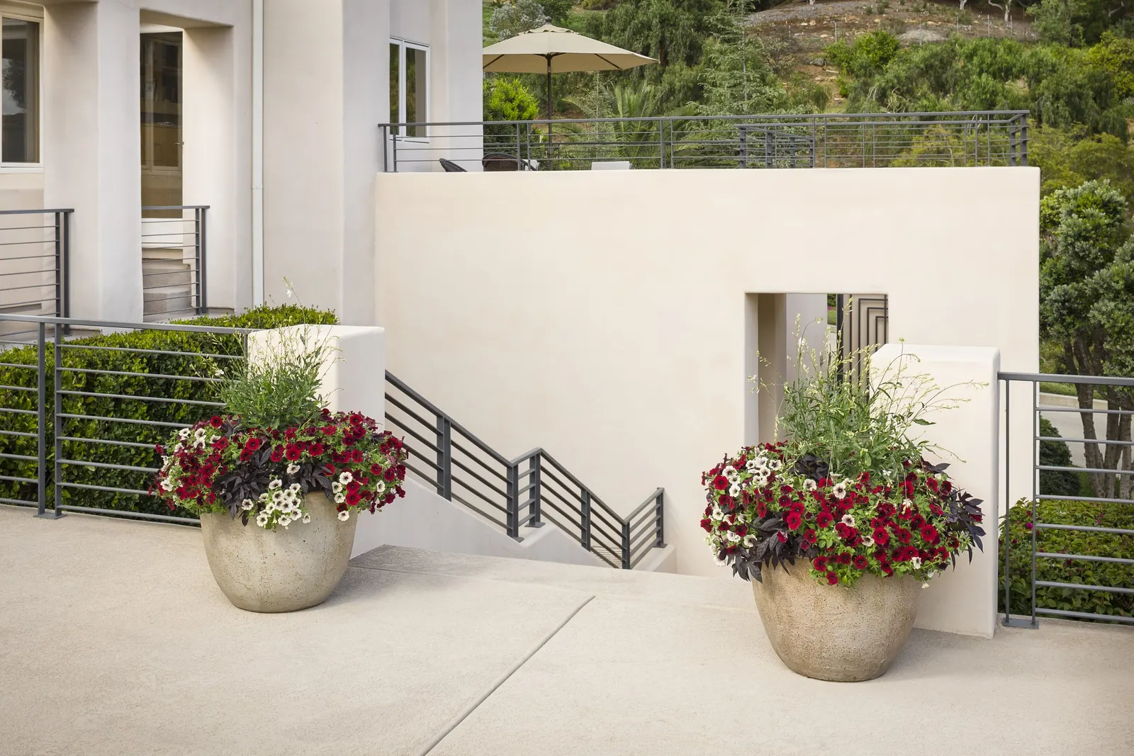 Black Cherry® Petunia — velvety blooms in deep cherry red with shadowy black accents
