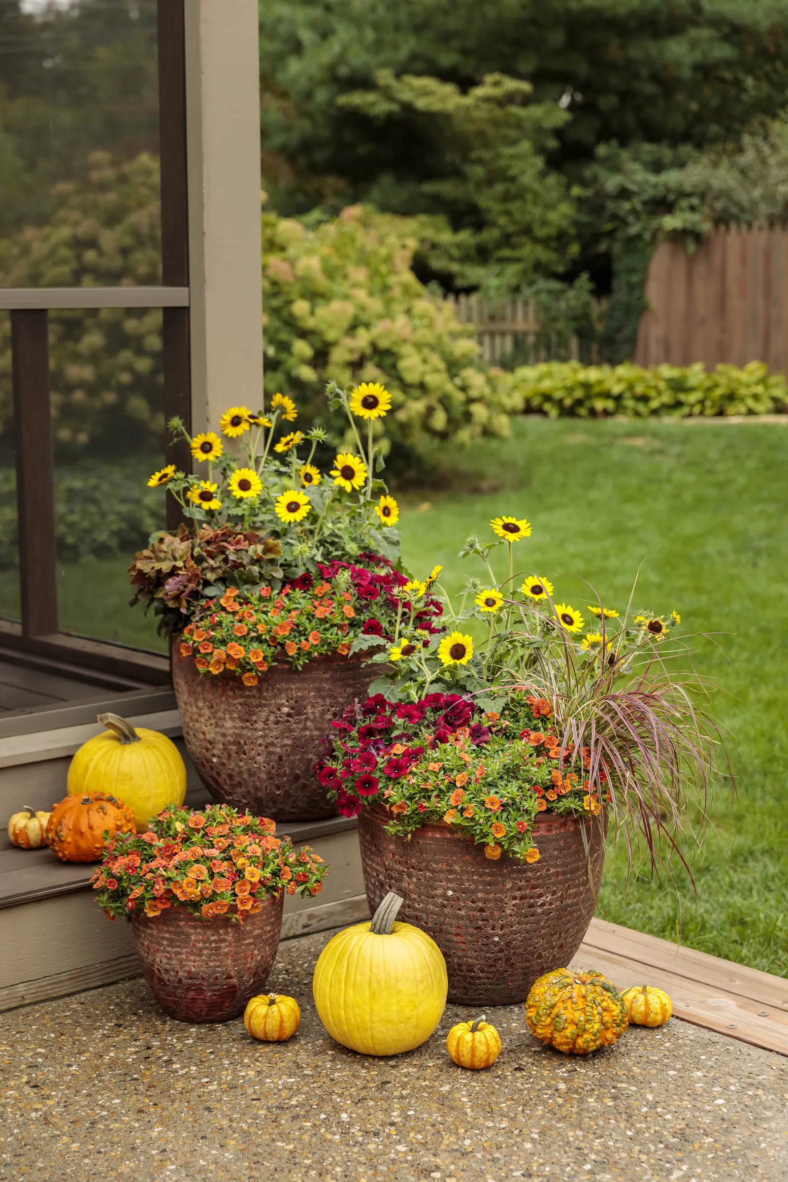 Double Orange Double Calibrachoa — The Calibrachoa is a mounding