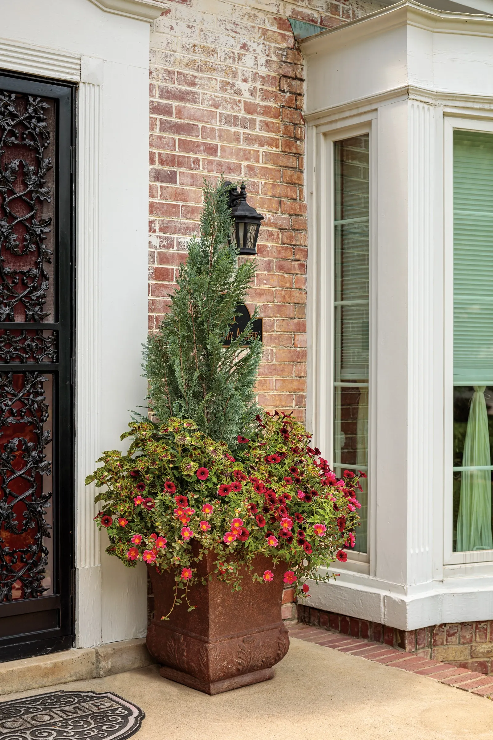 Strawberry Drop Coleus (Coleus scutellarioides) — Be careful not to over water 6 When active growth starts in spring fertilize and prune as needed, image 98