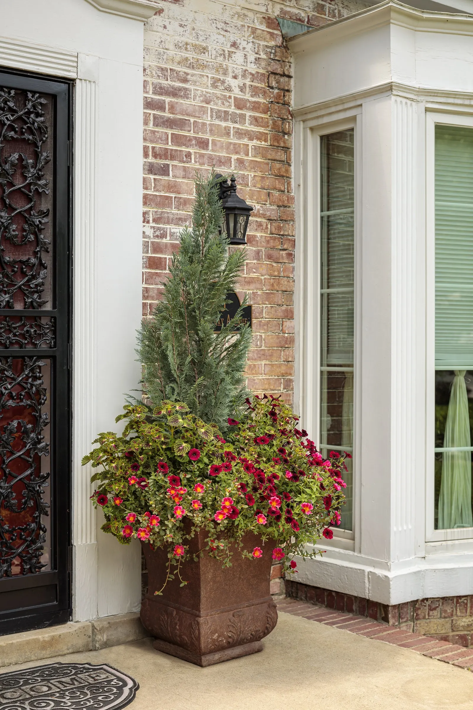 Black Cherry® Petunia — Black Cherry® Petunia typically grows 4 to 12 inches tall and reaches 18 to 24 inches wide; it blooms from planting to frost with no