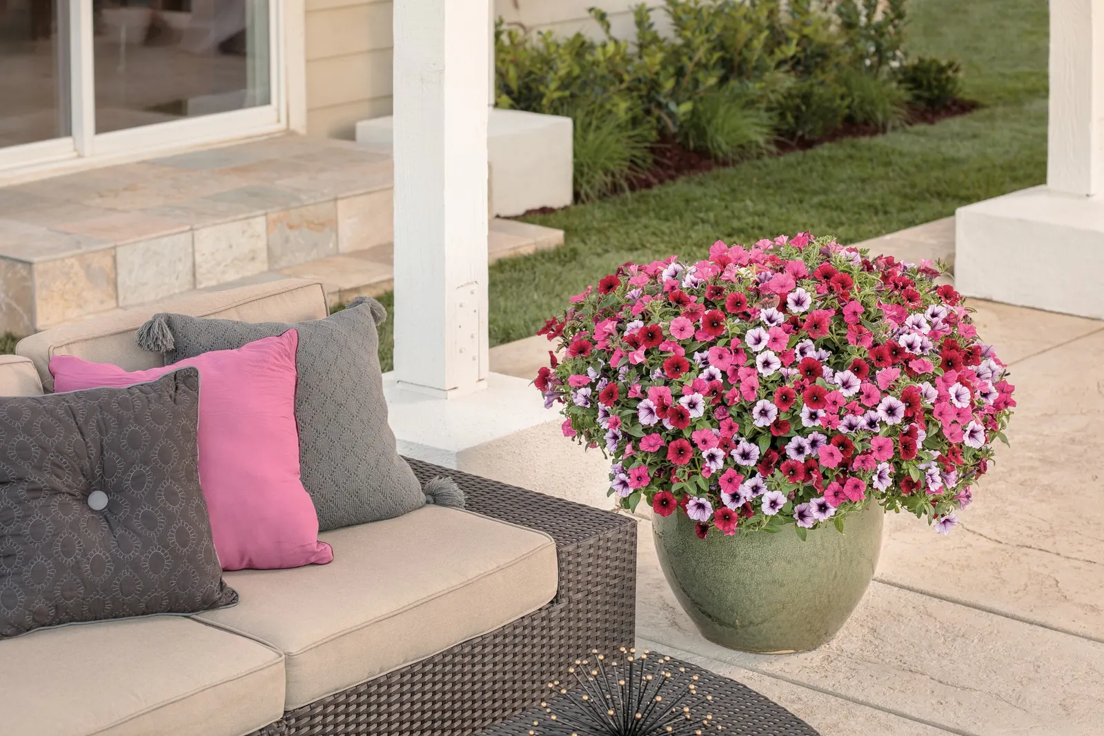 Black Cherry® Petunia — The flowers have a dramatic