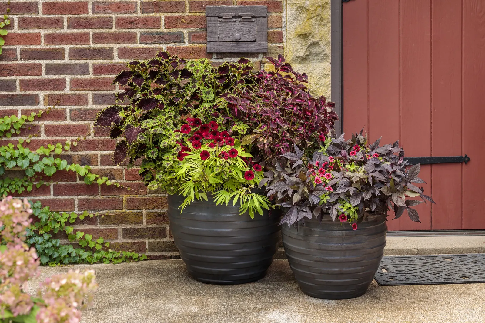 Pomegranate Punch™ Calibrachoa — jewel-toned presence to summer plantings