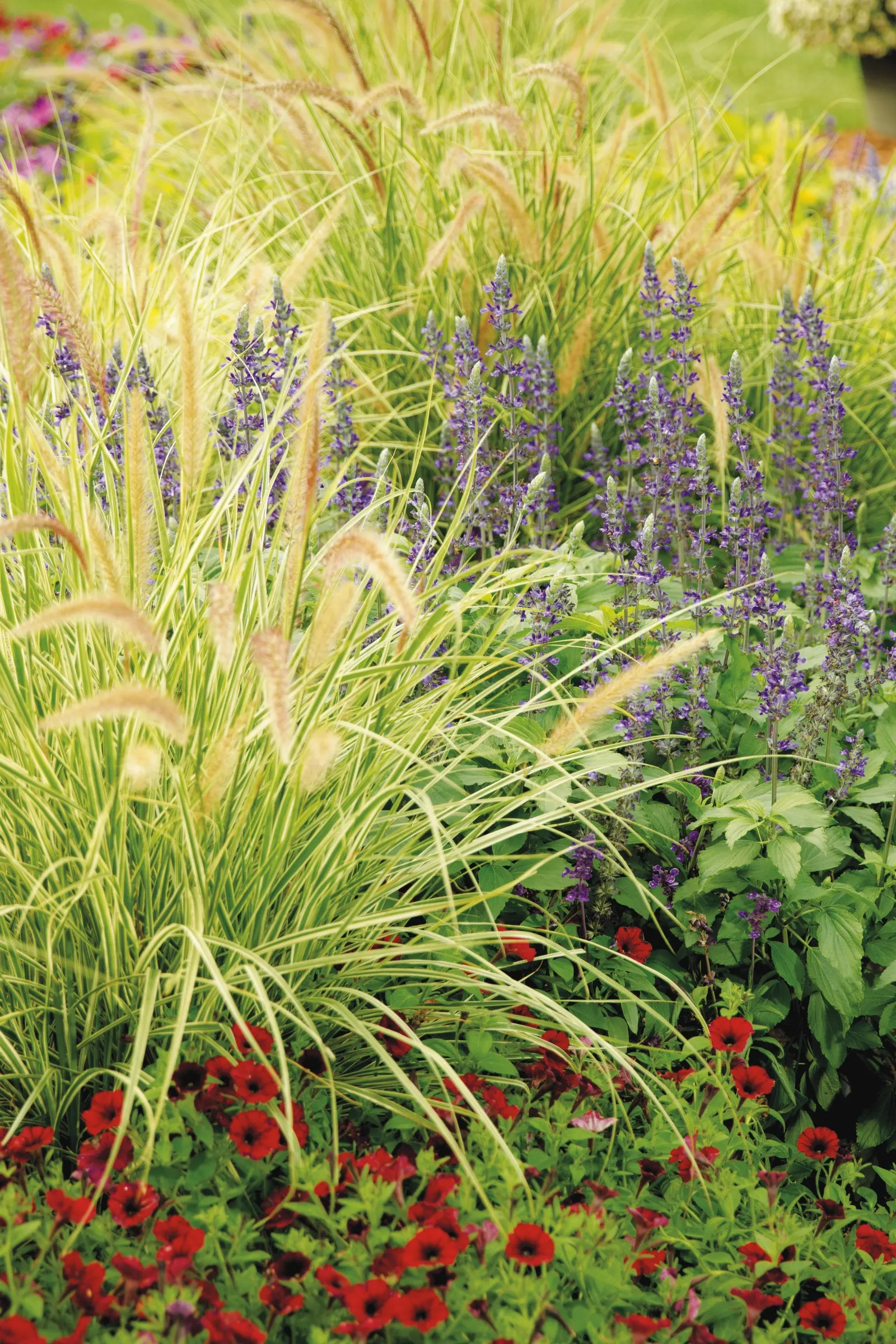 Sky Rocket Fountain Grass (Pennisetum setaceum) — information and resources; it should not be expected to live through the winter and begin growing again in