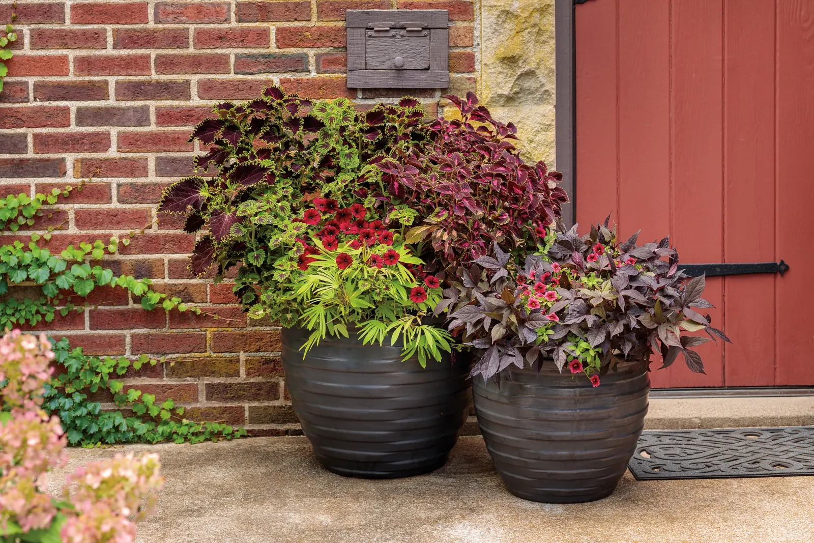 Pomegranate Punch™ Calibrachoa — petunia-like blooms open in deep velvet red
