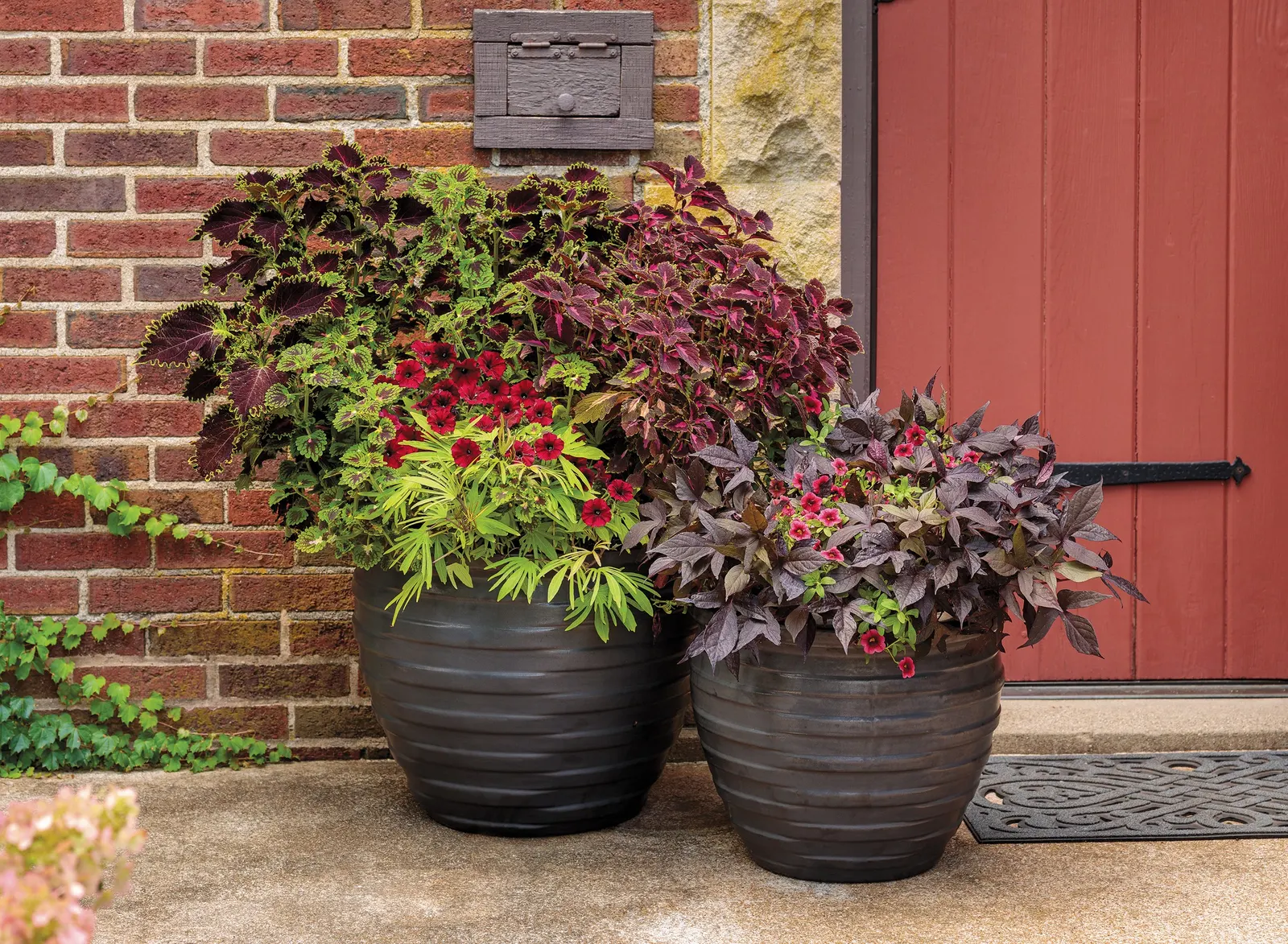 Pomegranate Punch™ Calibrachoa — and containers where moisture is easy to manage