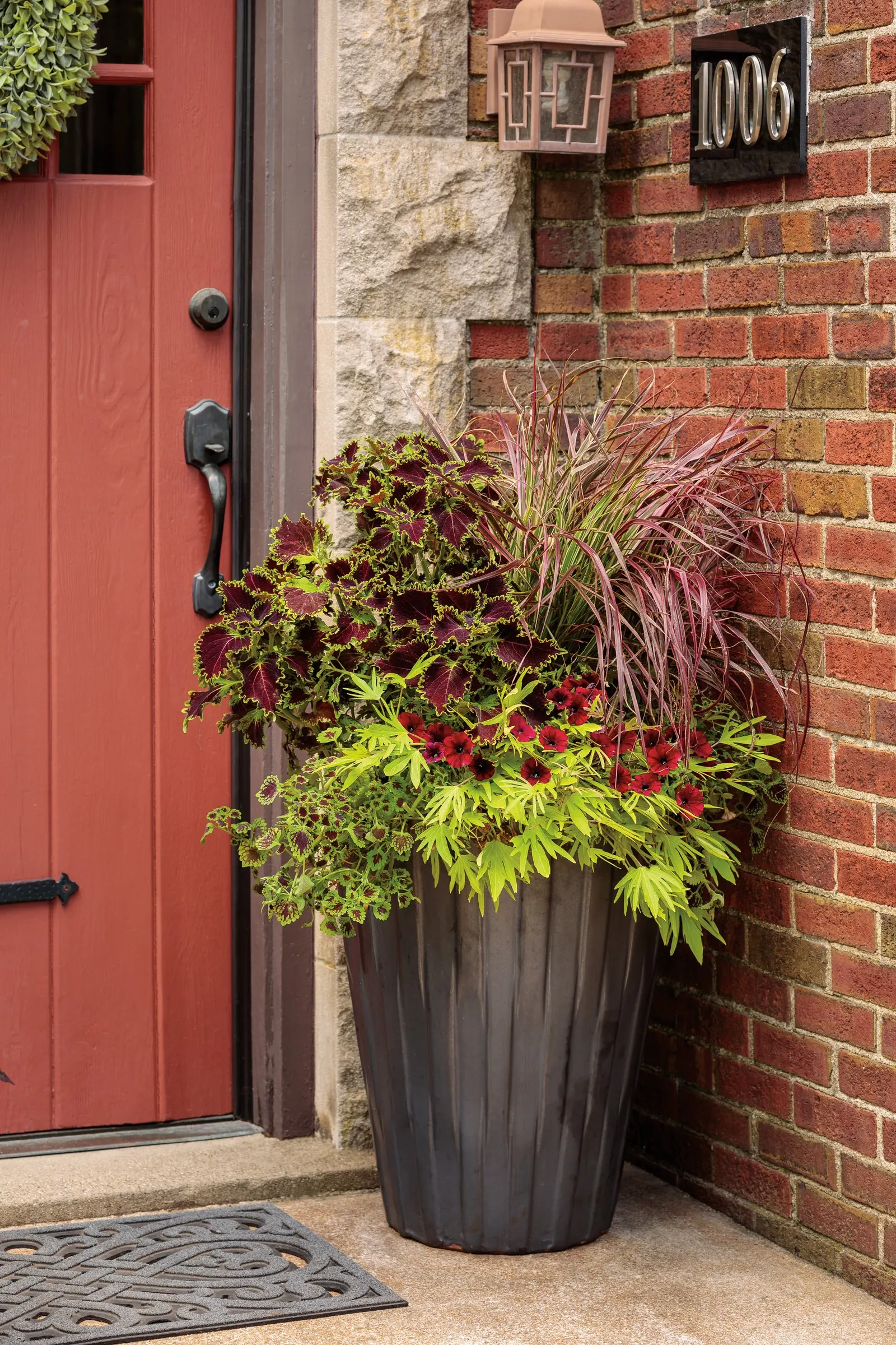 Black Cherry® Petunia — Gardeners often note its ability to fill in beautifully without becoming overly leggy