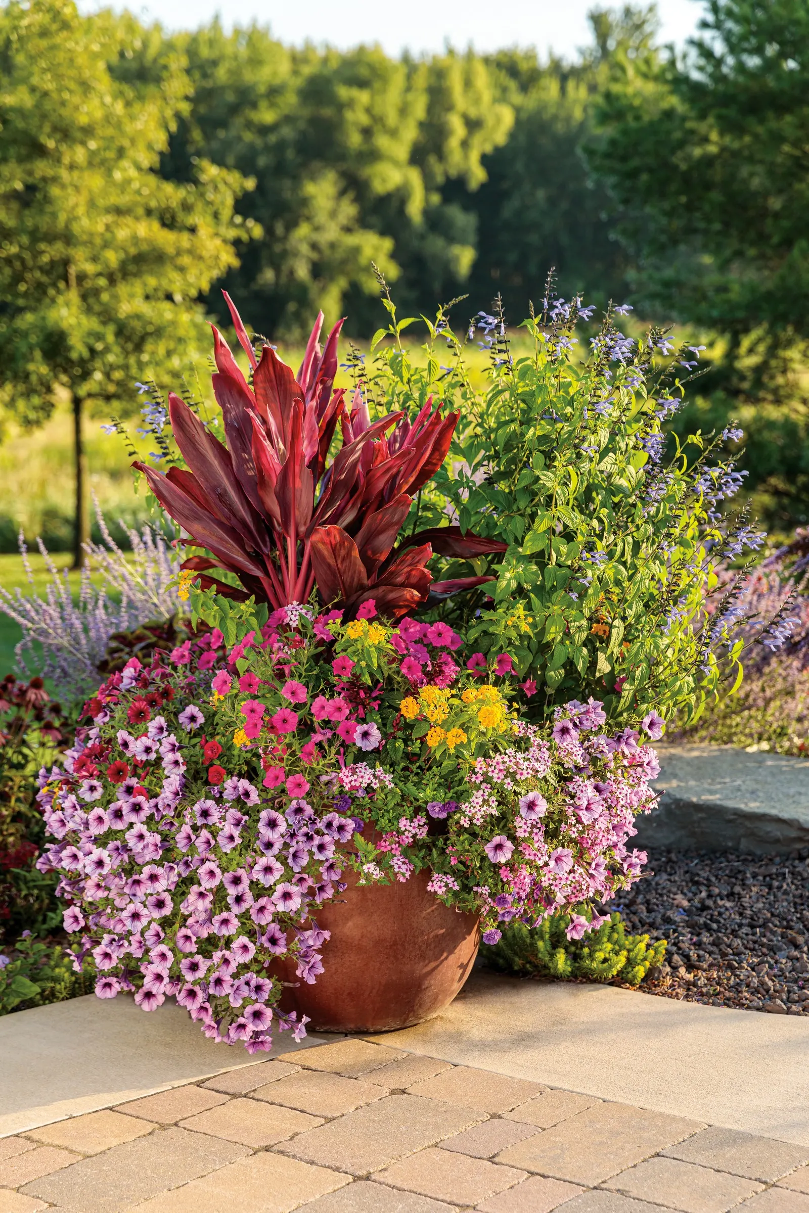 Blue Suede Shoes™ Salvia — valued for its crisp light-blue flowers held in striking black calyces