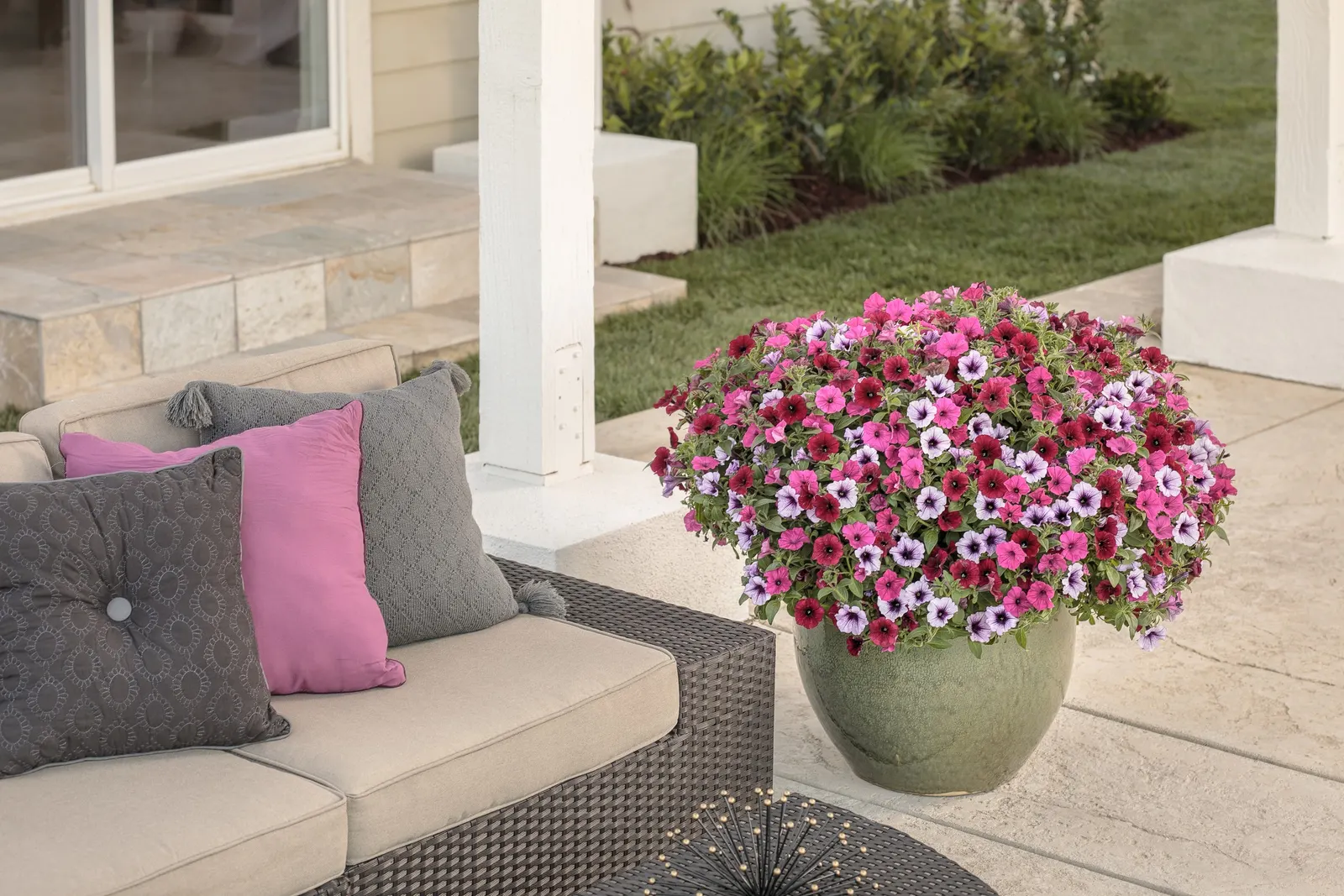 Fuchsia II Petunia — grown for its saturated fuchsia-pink flowers and lush; gardeners consistently note its remarkable flower production and full