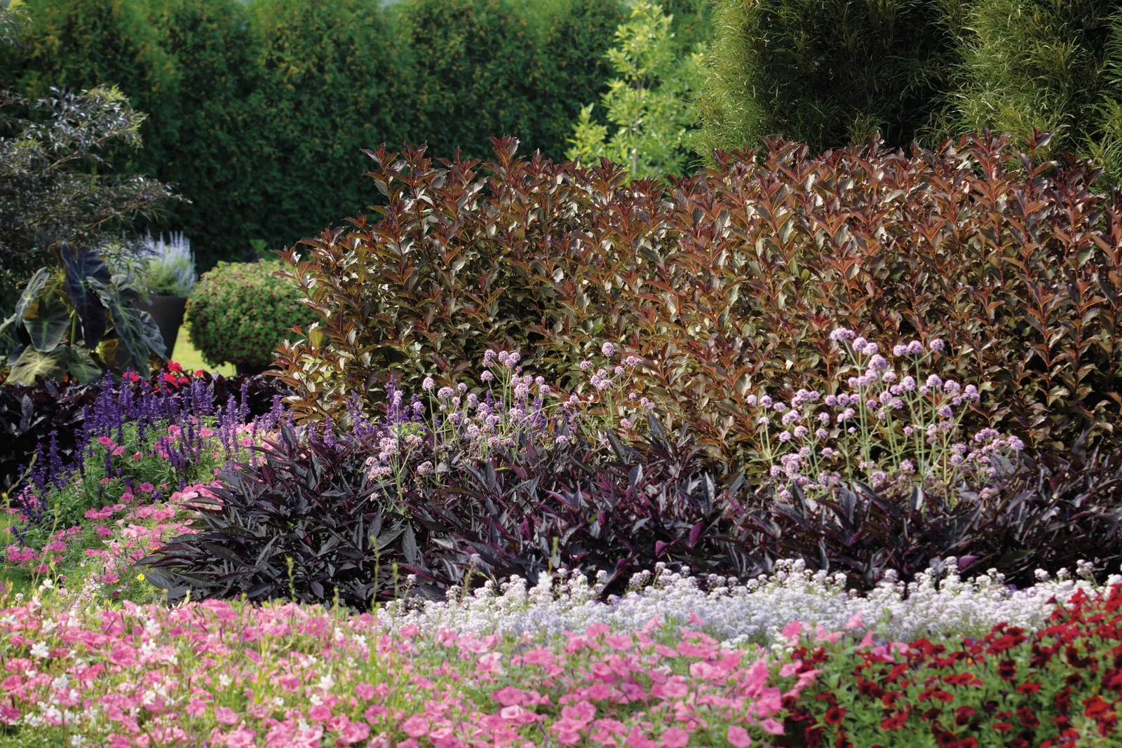 Blushing Princess® Sweet Alyssum (Lobularia) — It will be quick to show drought stress, but should bounce back quickly once re-hydrated