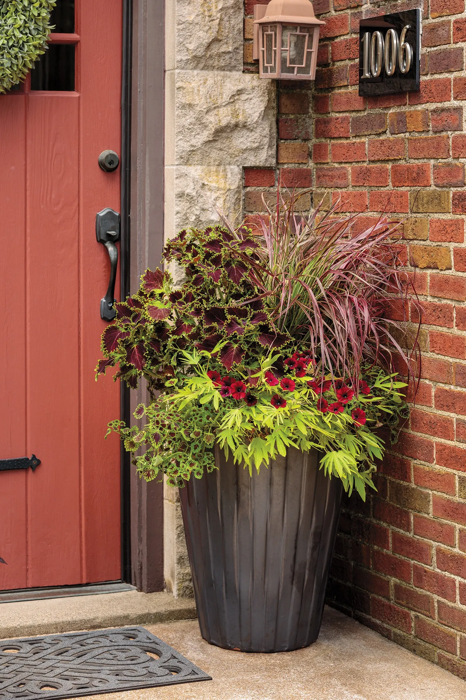 Pomegranate Punch™ Calibrachoa — trailing annual with deep velvet-red flowers and a dramatic black eye
