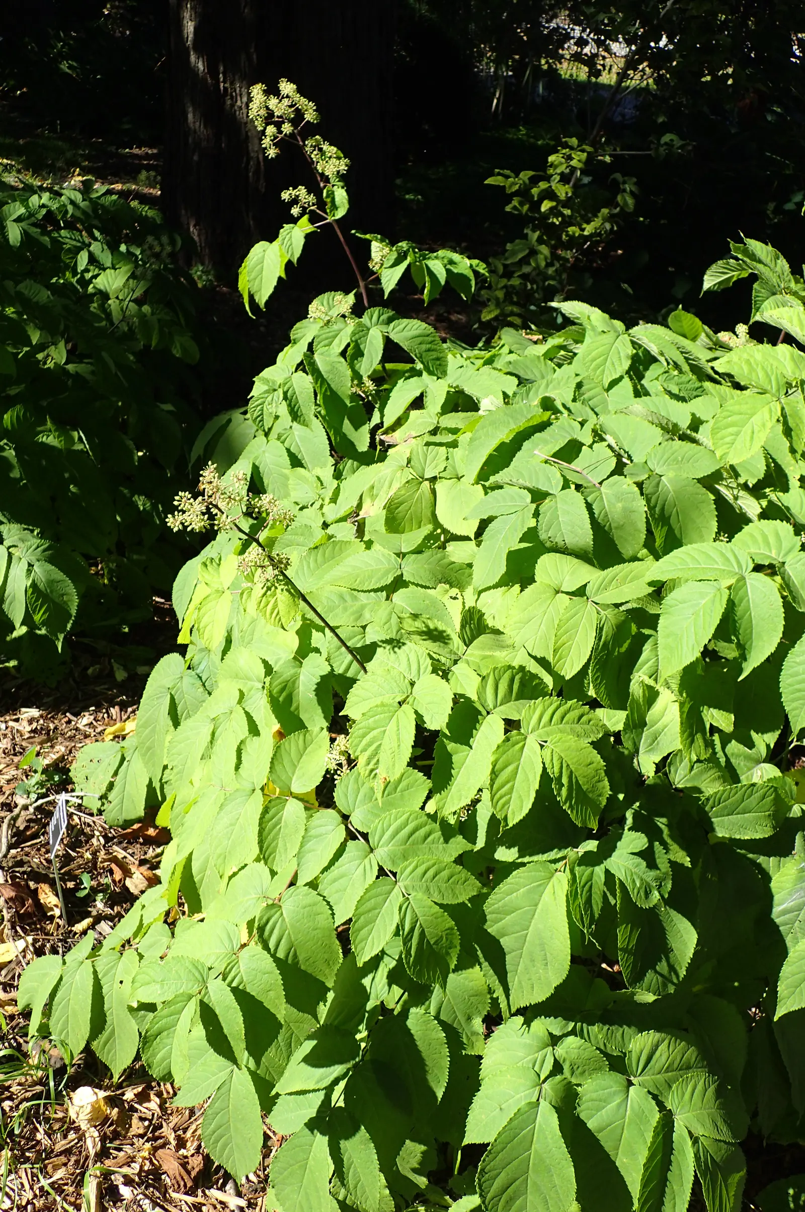Golden Japanese Spikenard (Aralia Cordata 'Sun King') — It boasts vibrant golden-yellow leaves measuring up to 3 feet