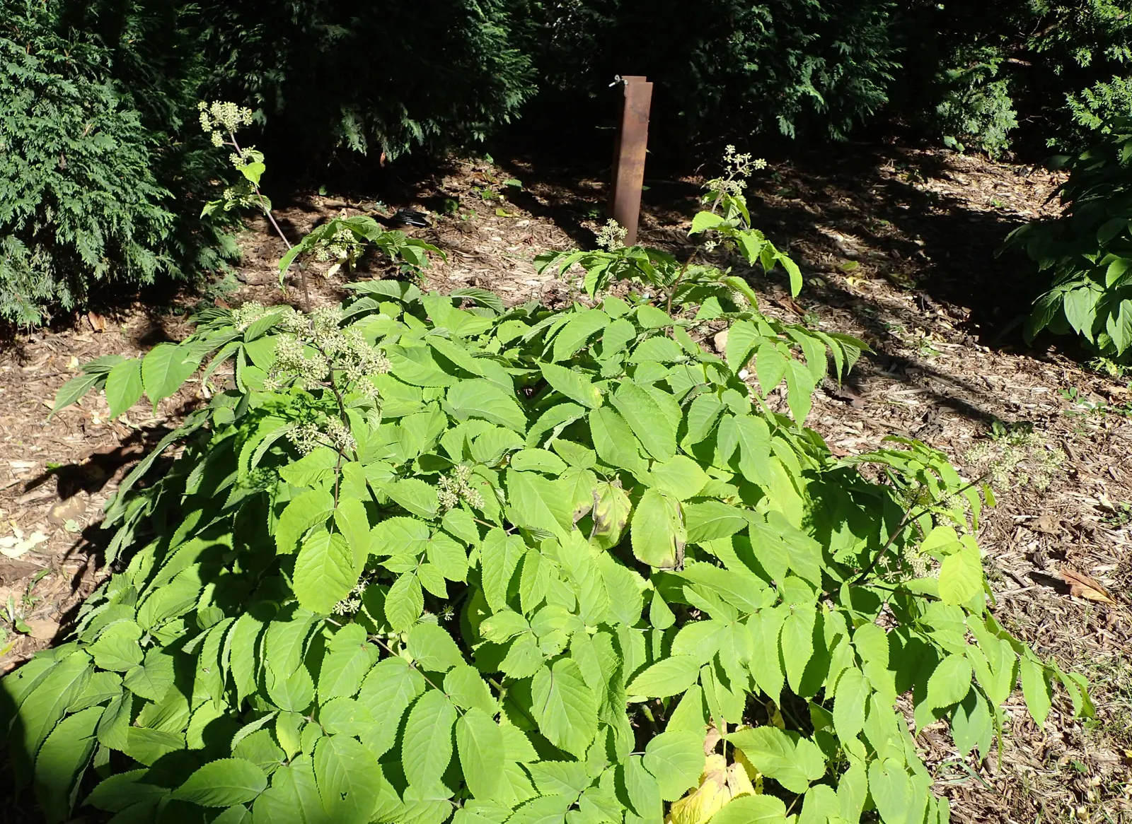 Golden Japanese Spikenard (Aralia Cordata 'Sun King') — The Aralia cordata 'Sun King', an eye-catching perennial, thrives in partial shade