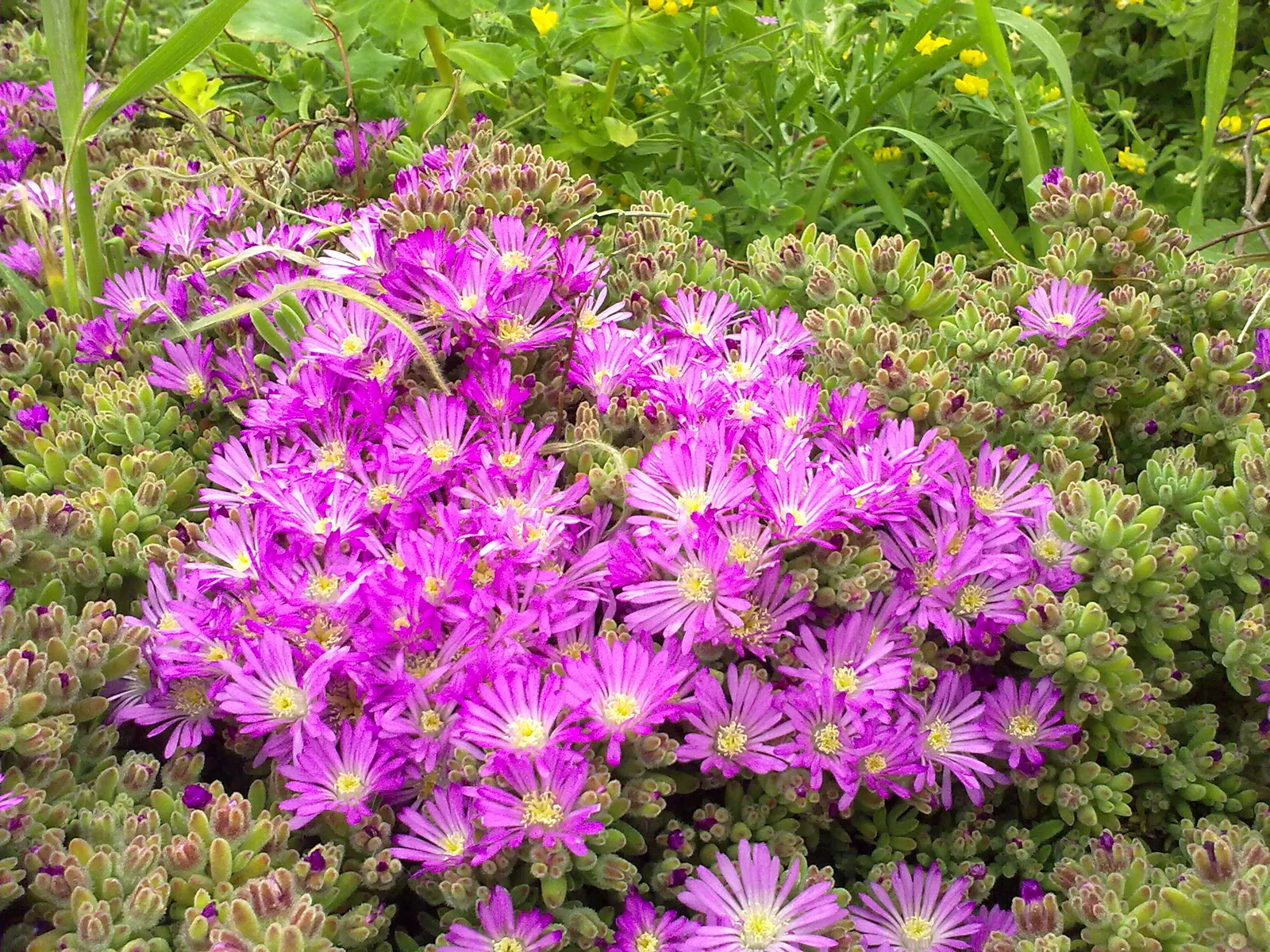 Purple Iceplant (Drosanthemum Hispidum) — Its texture is somewhat rough due to fine hairs covering the leaves and stems