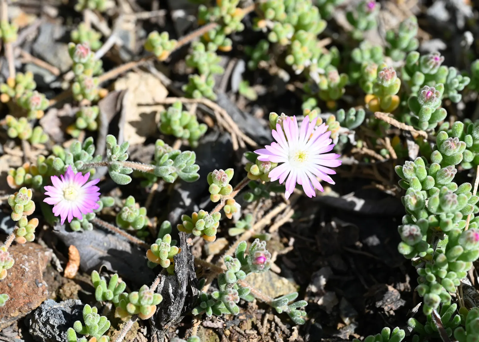 Purple Iceplant (Drosanthemum Hispidum) — which makes it an ideal choice for xeriscaping or low-maintenance areas