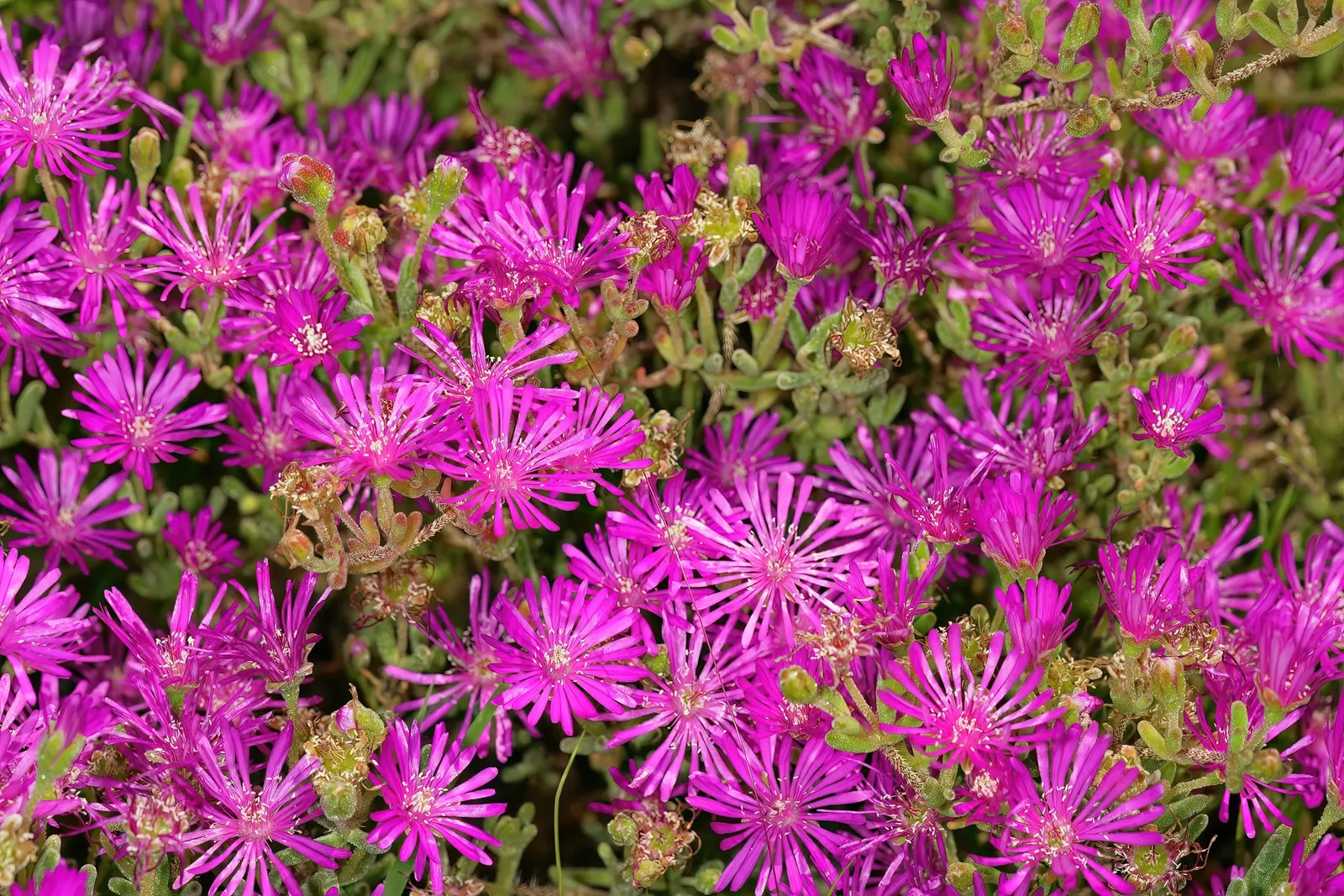 Purple Iceplant (Drosanthemum Hispidum) — scientifically named Drosanthemum hispidum
