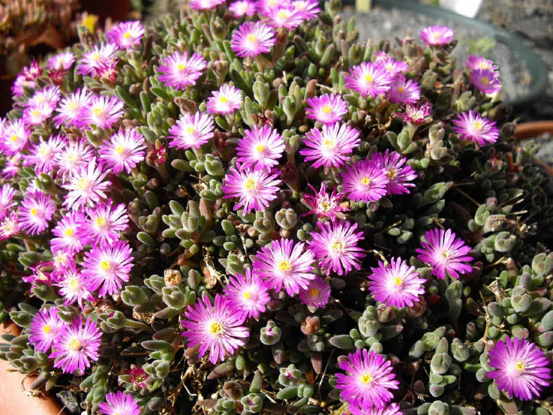 Purple Iceplant (Drosanthemum Hispidum) — Purple Iceplant (Drosanthemum hispidum) is a vibrant groundcover