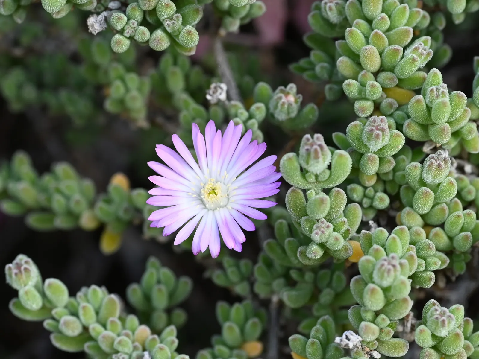 Purple Iceplant (Drosanthemum Hispidum) — It's a perfect ground cover that can suppress weeds and stabilize slopes
