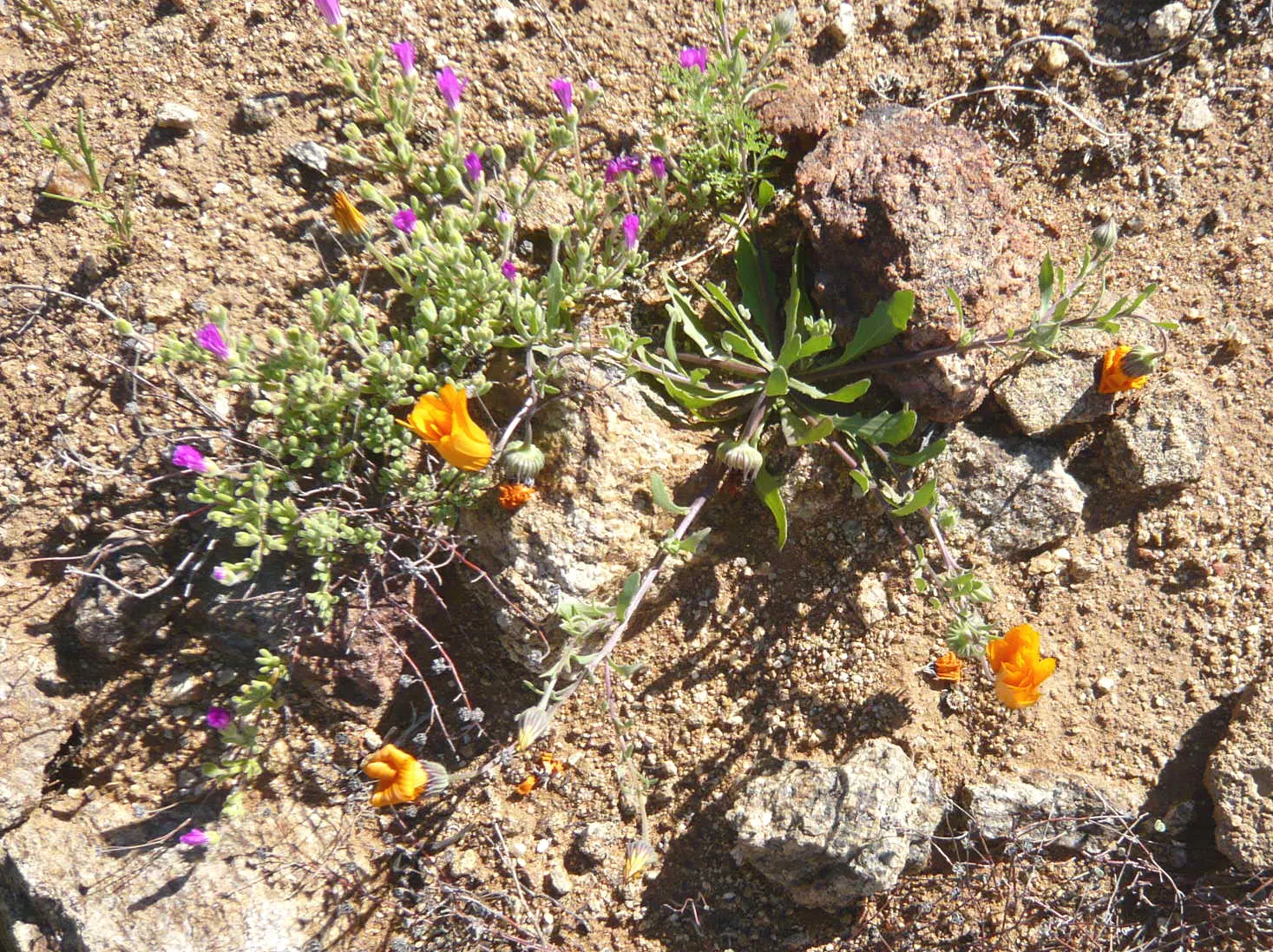 Purple Iceplant (Drosanthemum Hispidum) — increasing the biodiversity of your garden ecosystem.<br><br>For optimal growth