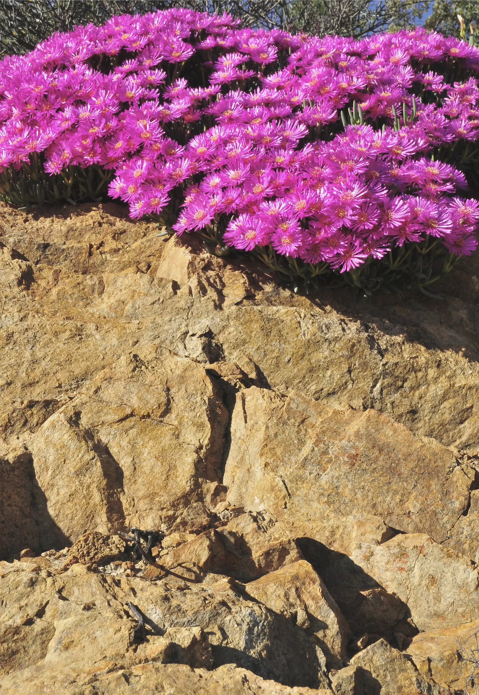Purple Iceplant (Drosanthemum Hispidum) — shimmering leaves that give an icy appearance