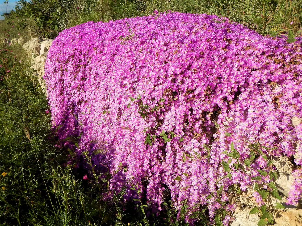 Purple Iceplant (Drosanthemum Hispidum) — melding both beauty and functionality in landscape design