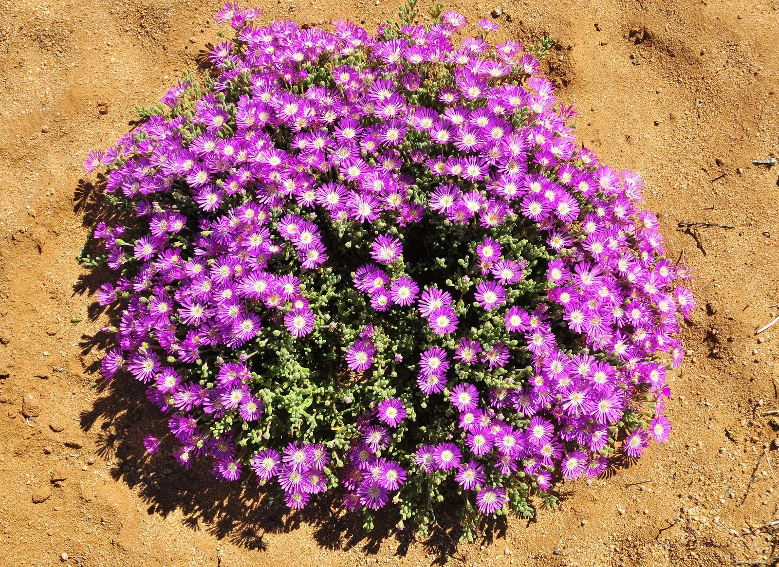 Purple Iceplant (Drosanthemum Hispidum) — Come late spring to early summer