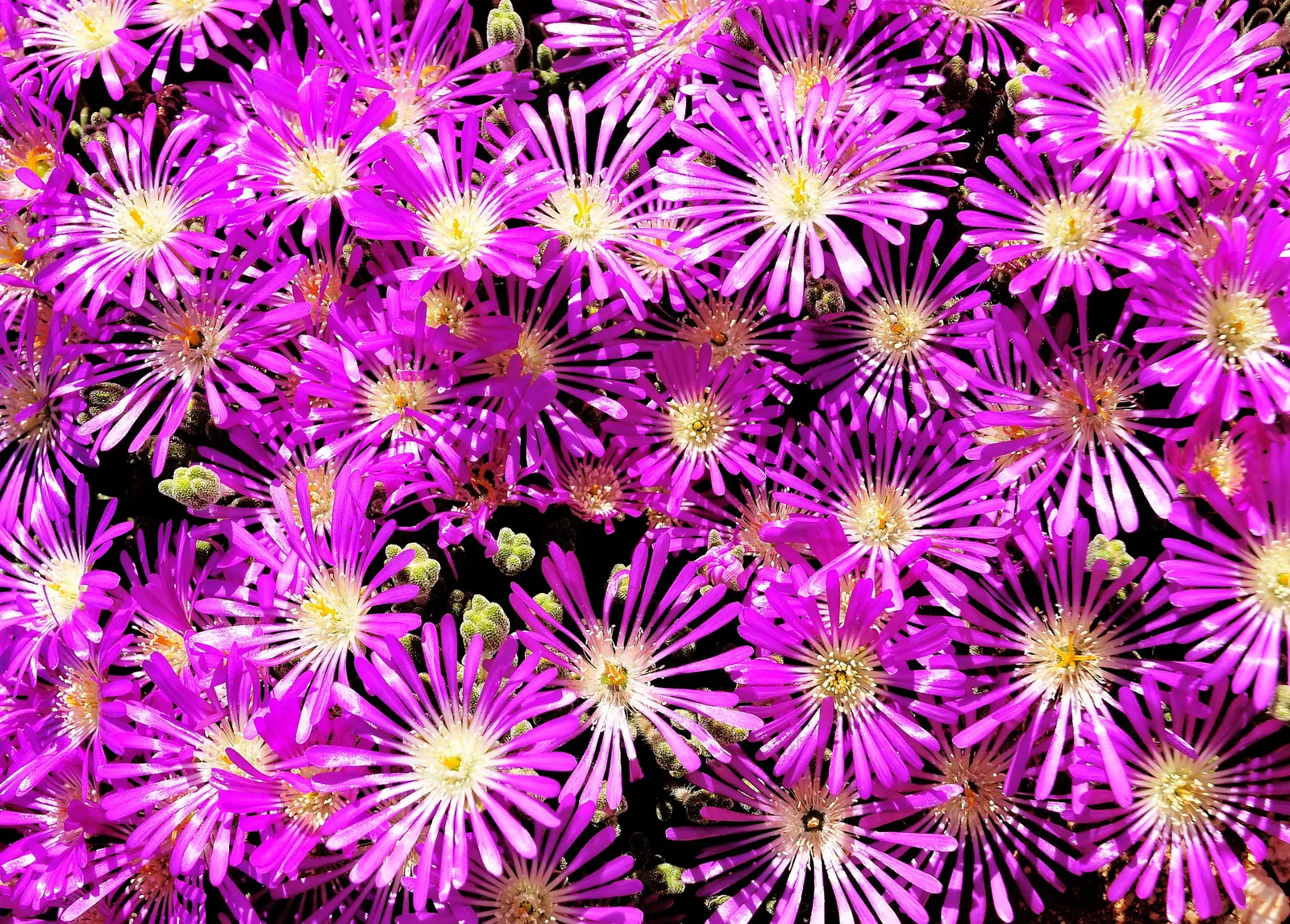 Purple Iceplant (Drosanthemum Hispidum) — which also help to reduce water loss