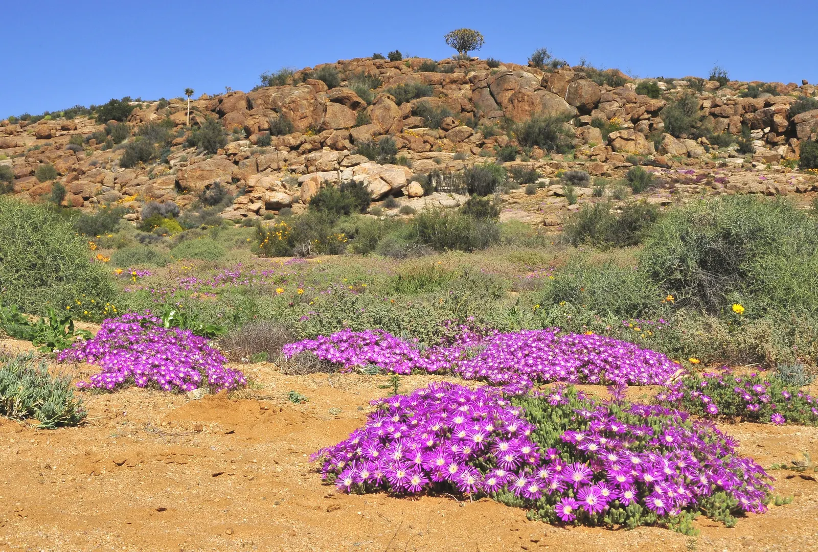 Purple Iceplant (Drosanthemum Hispidum) — ensuring a lush display in warmer climates
