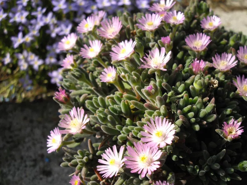 Purple Iceplant (Drosanthemum Hispidum) — Its fleshy, green foliage sparkles with dew-like glands, thriving in USDA zones 9-11; purple Iceplant (Drosanthemum