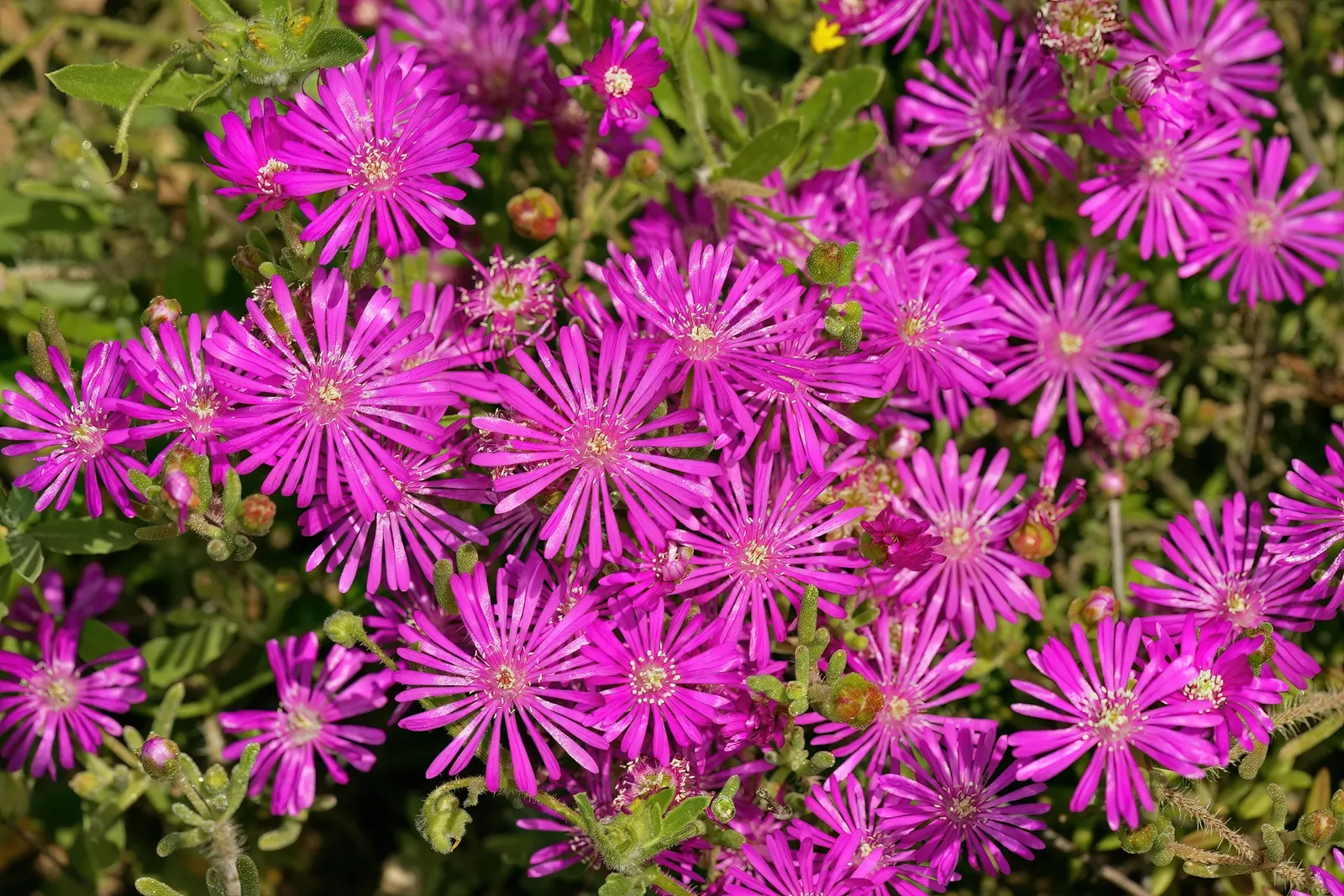 Purple Iceplant (Drosanthemum Hispidum) — Its fleshy, green foliage sparkles with dew-like glands, thriving in USDA zones 9-11