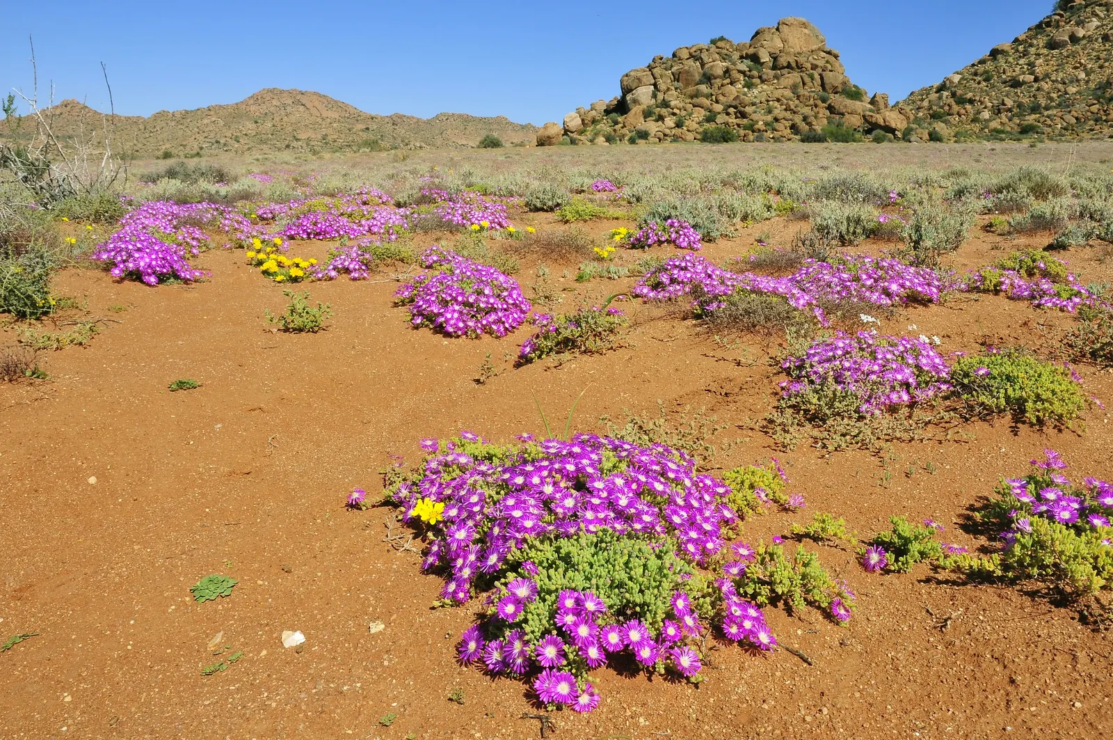 Purple Iceplant (Drosanthemum Hispidum) — The plant typically reaches a modest height of 4 to 6 inches and spreads outwards around 18 to 24 inches