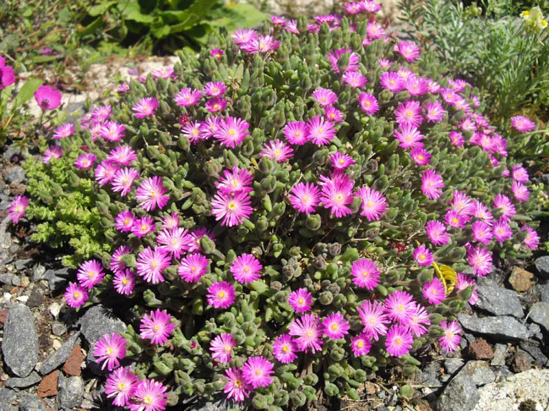 Purple Iceplant (Drosanthemum Hispidum) — This drought-tolerant succulent thrives in USDA hardiness zones 9 to 11 and excels in full sun exposure
